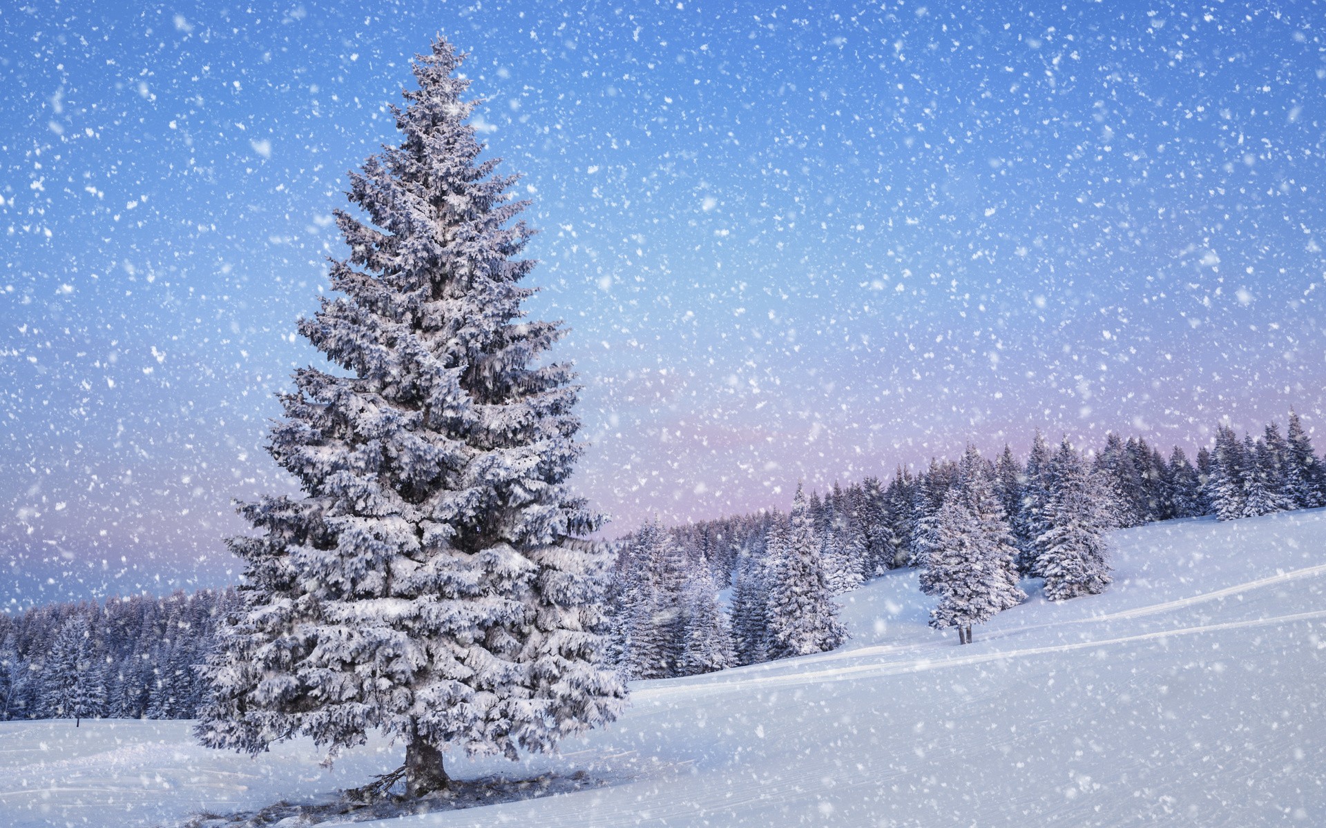 General 1920x1200 winter snow pine trees trees landscape forest outdoors snowflakes plants cold