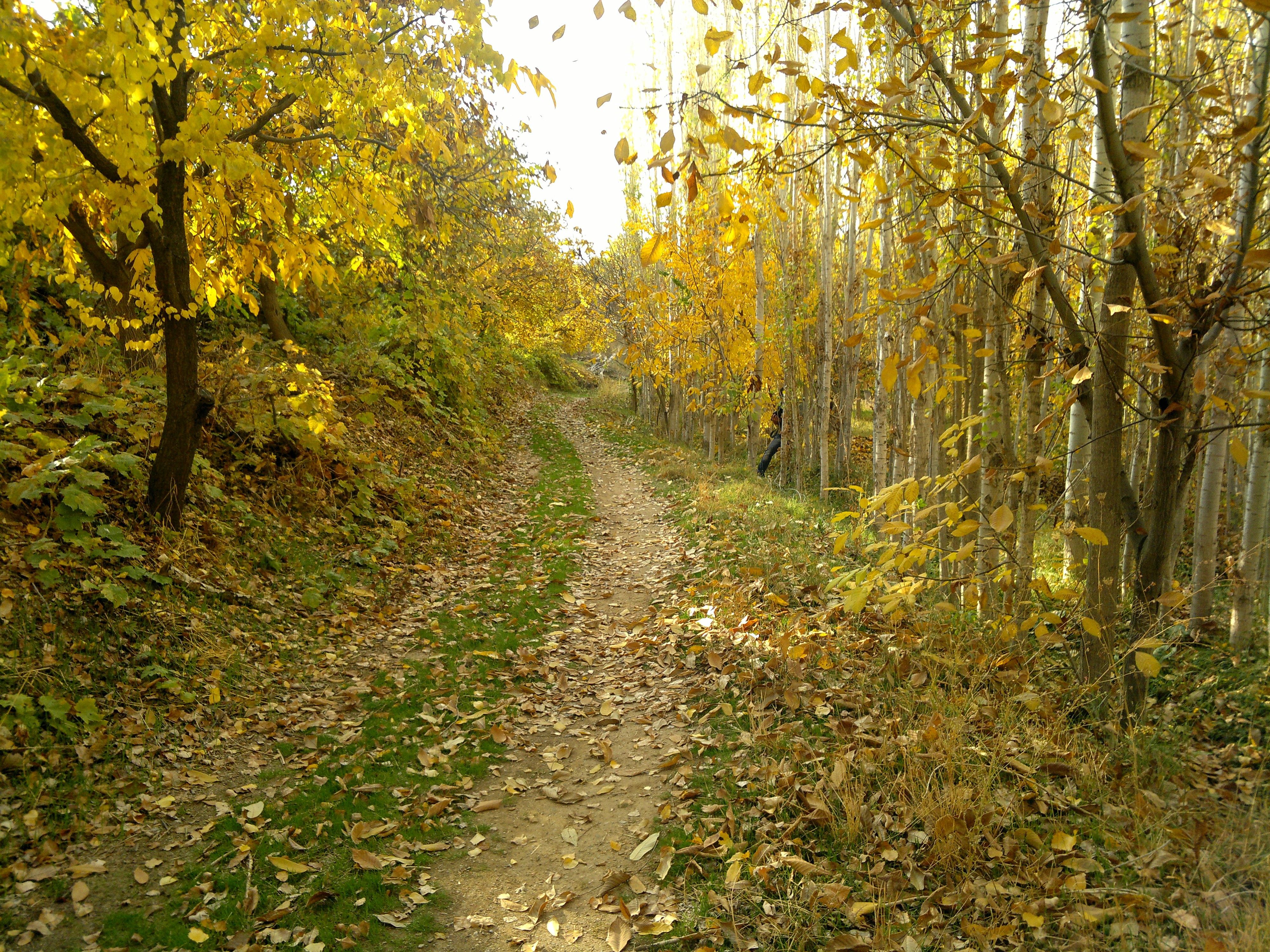 General 4000x3000 forest trees birch path fallen leaves outdoors