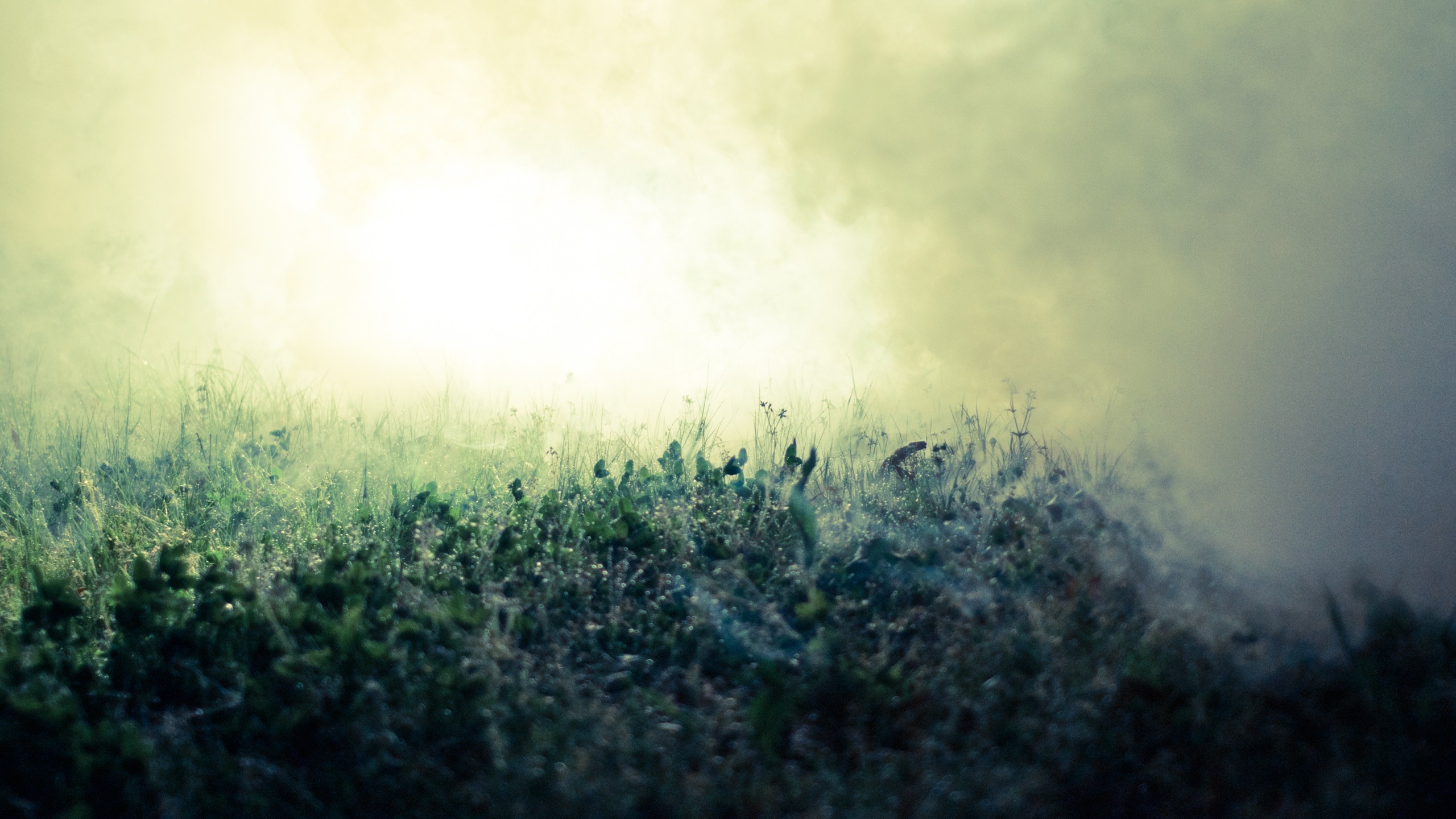 General 2560x1440 mist field dew grass morning outdoors plants photography