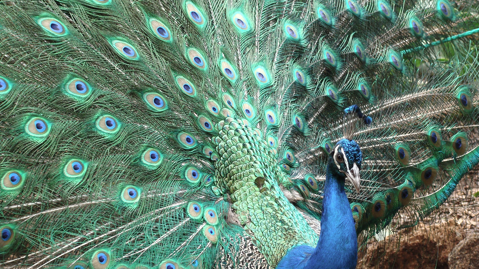 General 1920x1080 animals nature peacocks birds feathers