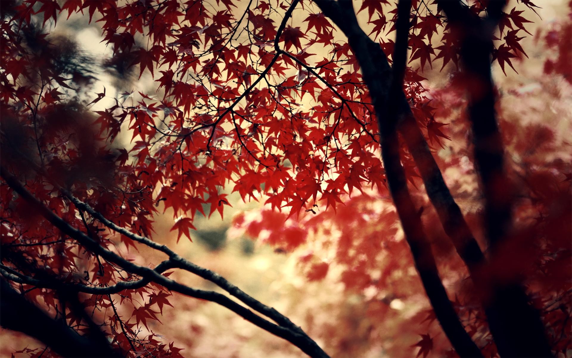General 1920x1200 nature plants branch leaves red leaves maple leaves