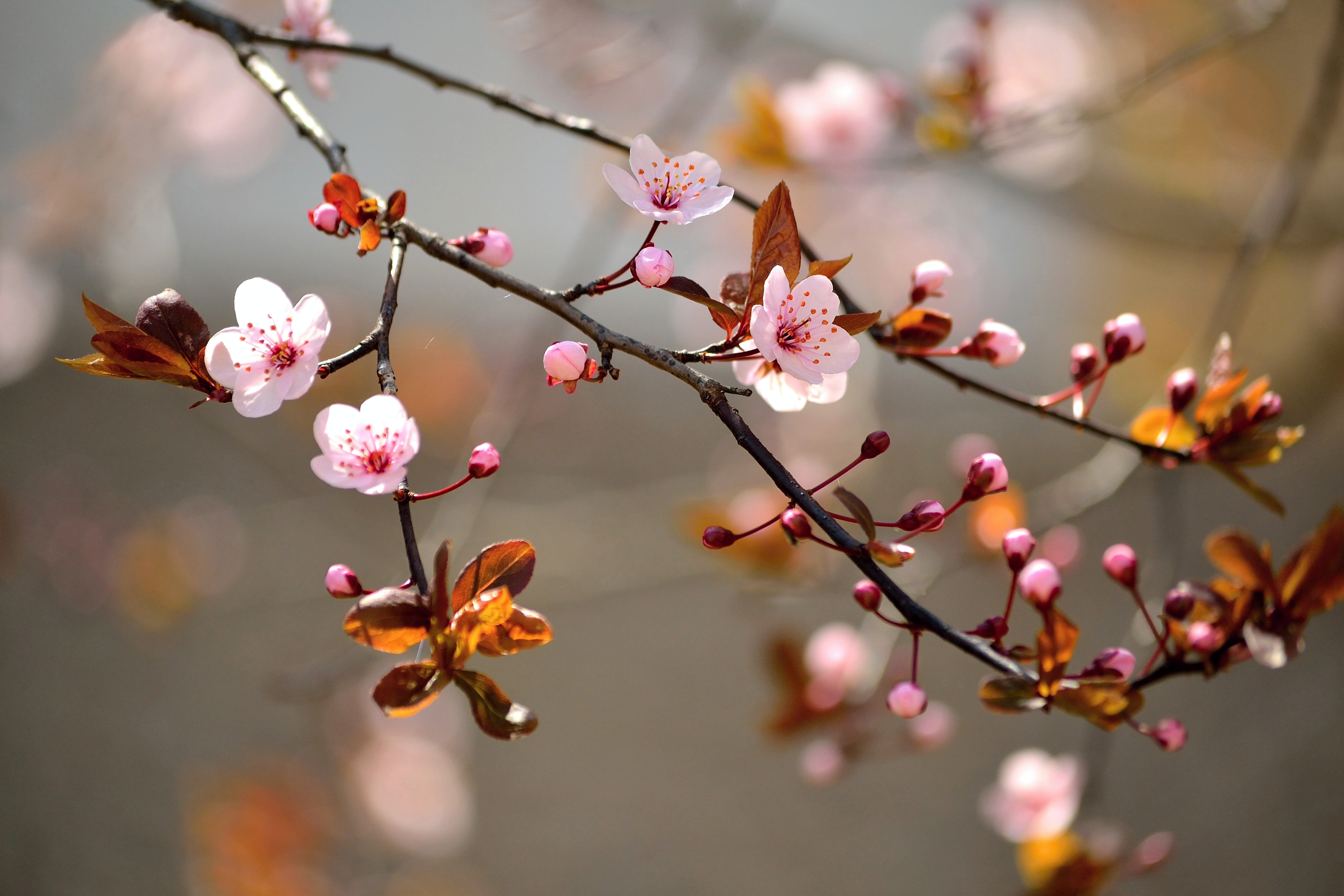 General 9216x6144 macro blossoms branch spring pink flowers nature flowers plants twigs