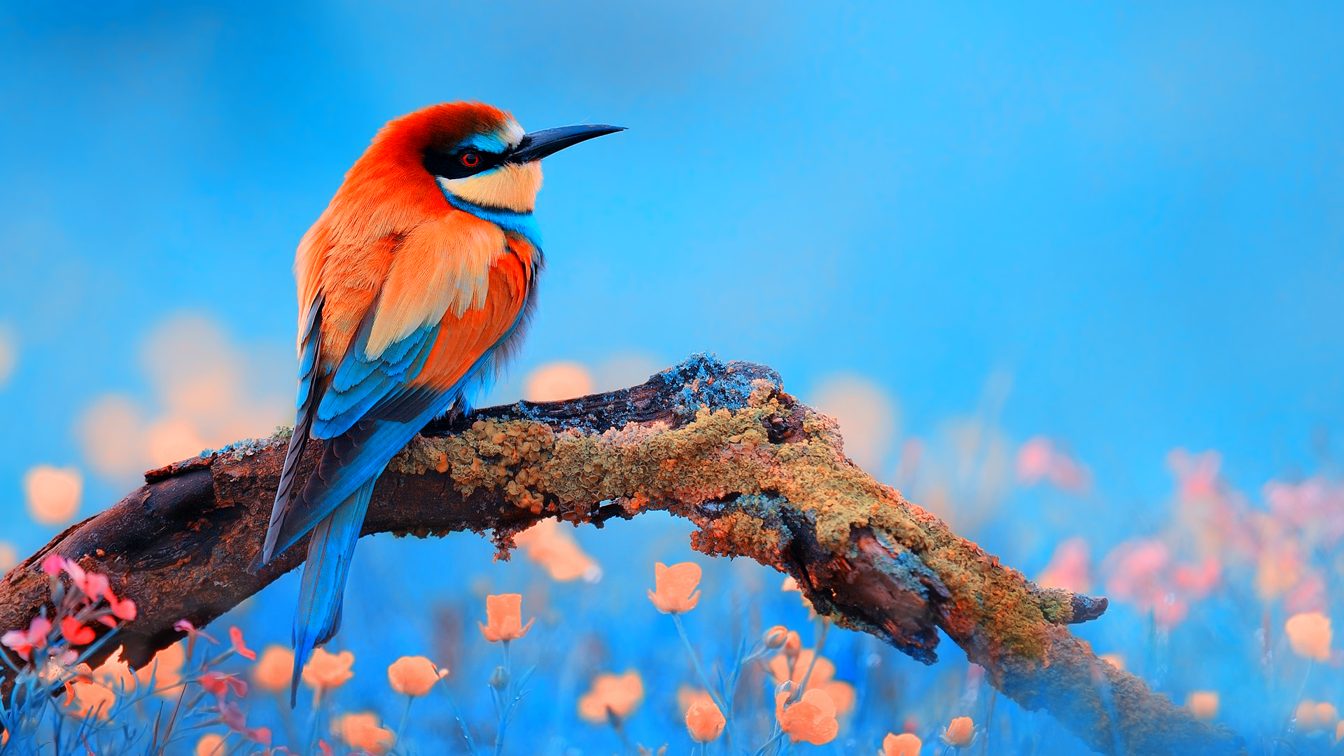 General 1920x1080 birds animals colorful branch bee-eaters