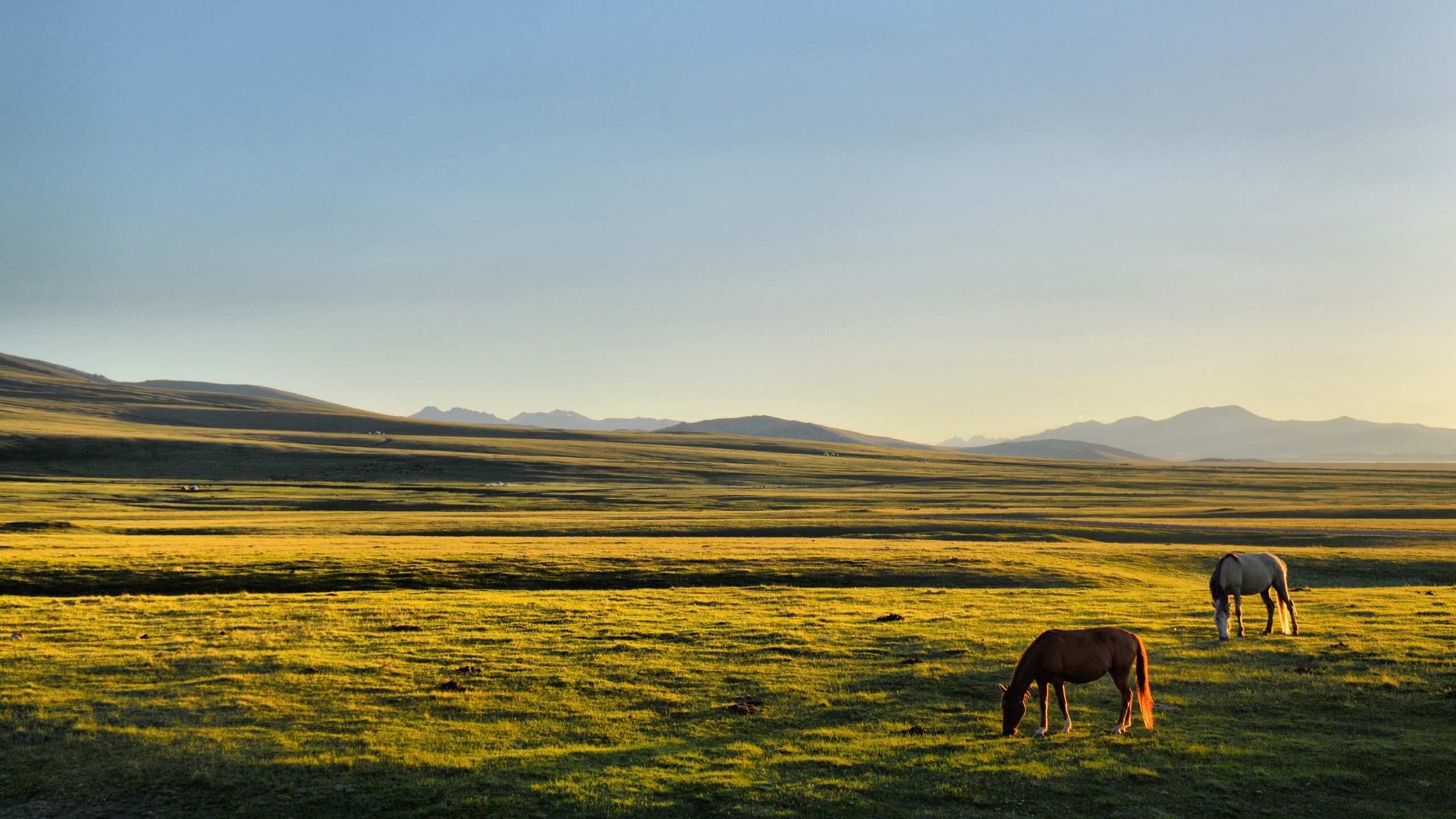 General 2560x1440 horse Kyrgyzstan Song Kul plains grass sunlight calm landscape far view clear sky field animals mammals nature