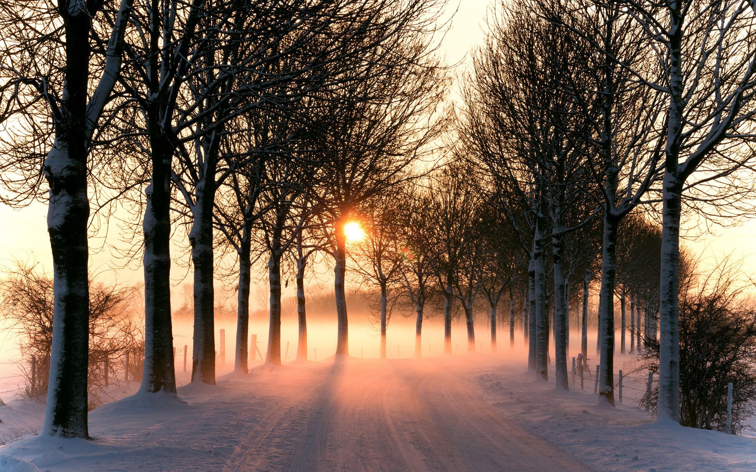 General 2560x1600 photography nature plants landscape road snow winter trees mist cold outdoors sunlight