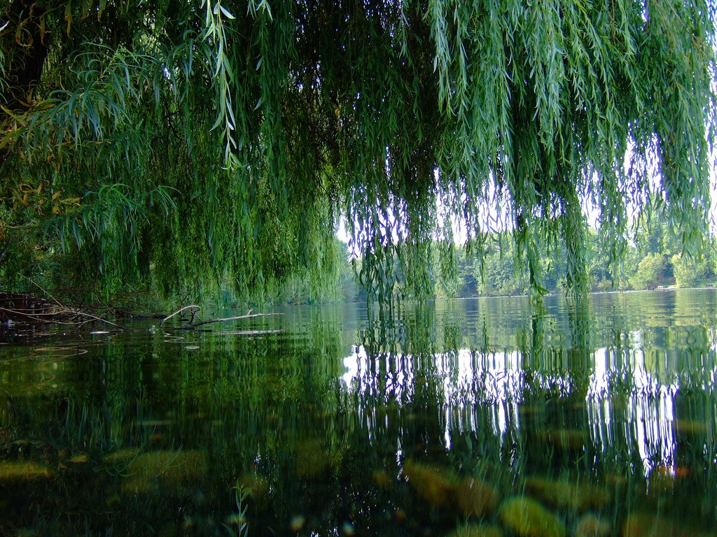 General 1024x768 trees pond willows nature lake