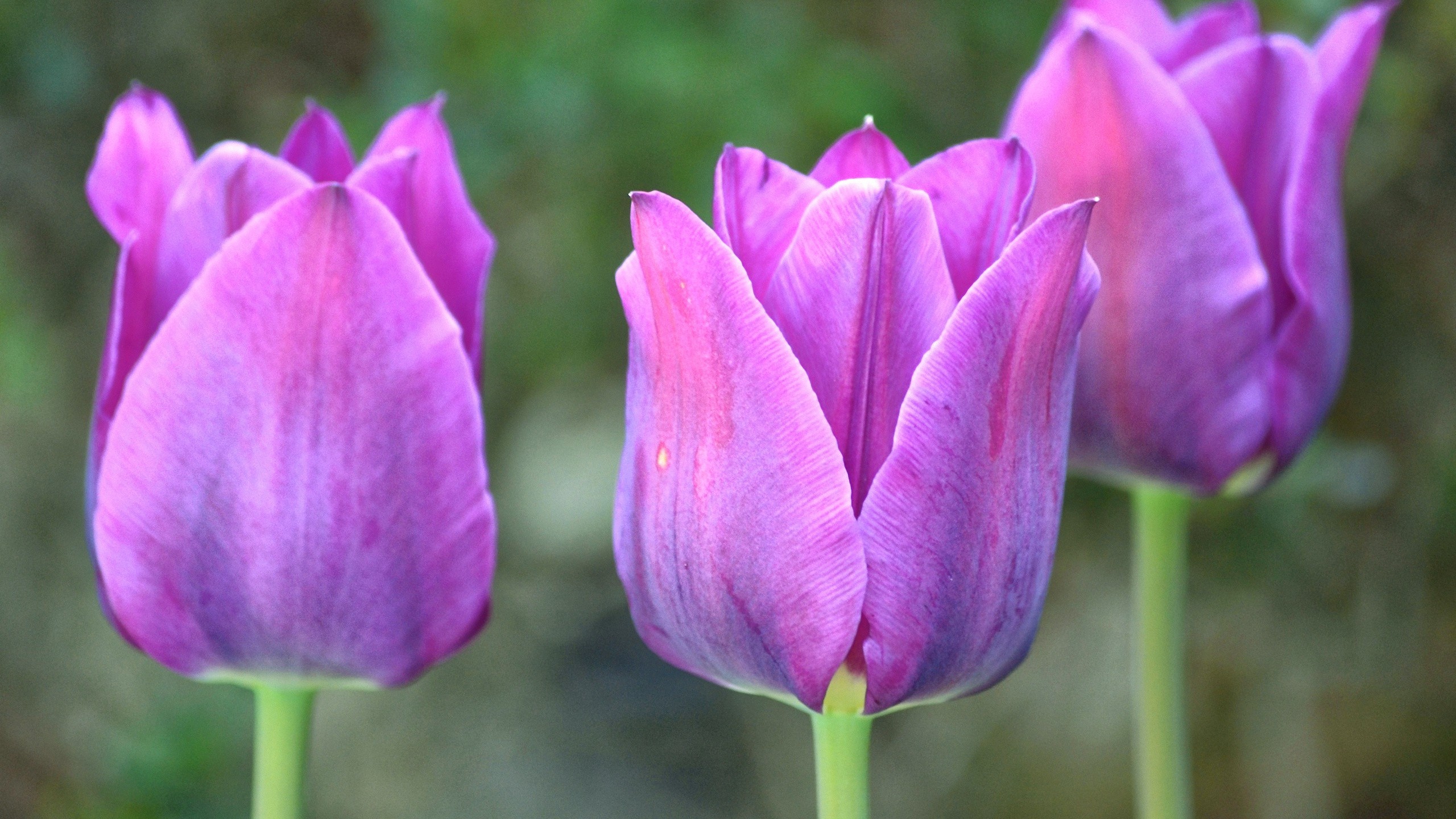 General 2560x1440 flowers photography tulips