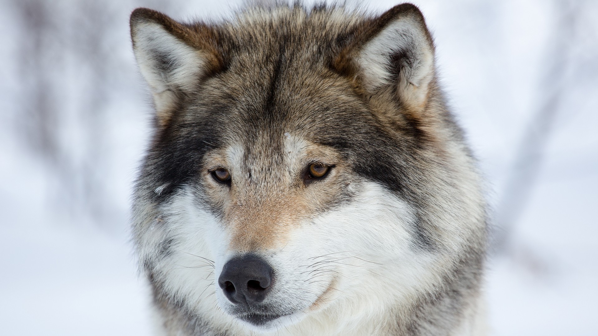 General 1920x1080 animals wolf snow mammals outdoors closeup