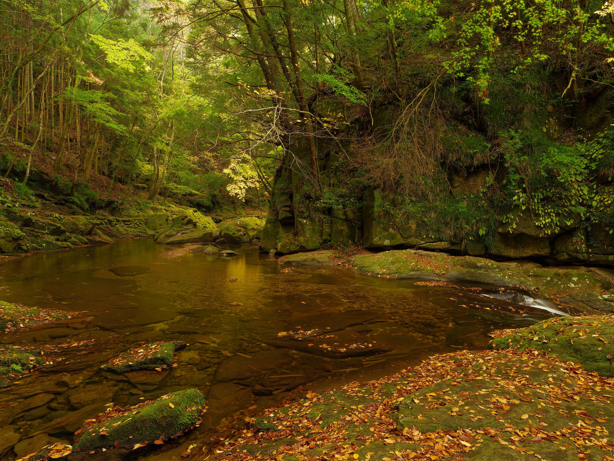 General 2048x1536 river wilderness forest creeks nature fallen leaves outdoors plants trees