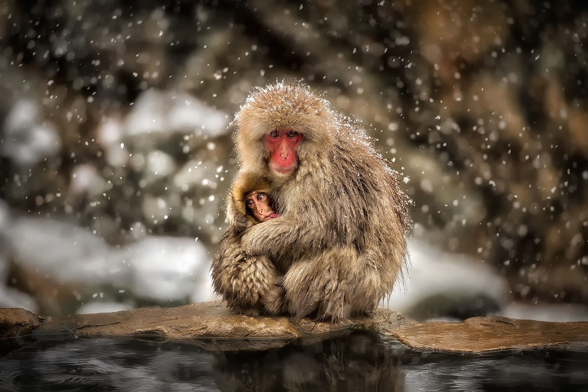 General 1920x1280 monkey snow macaques baby animals animals hugging wildlife mammals cold
