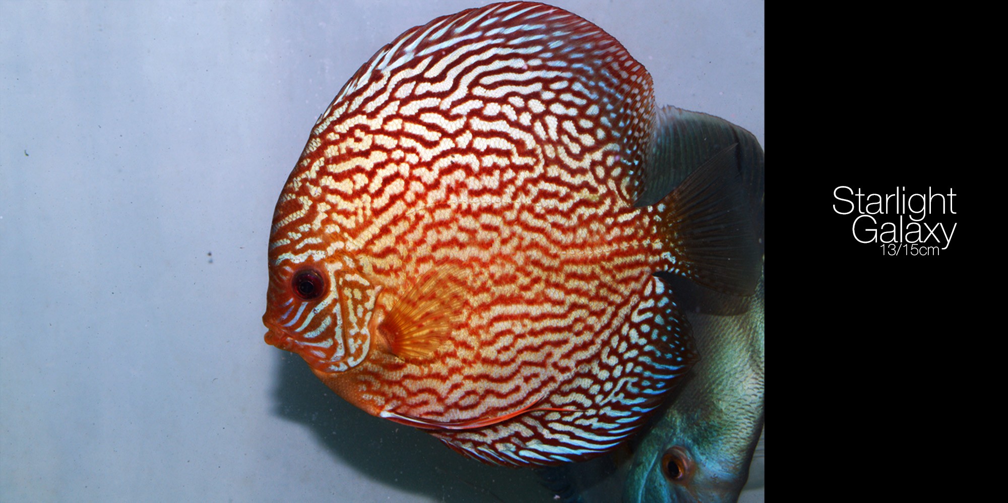 General 2000x998 fish animals aquarium closeup