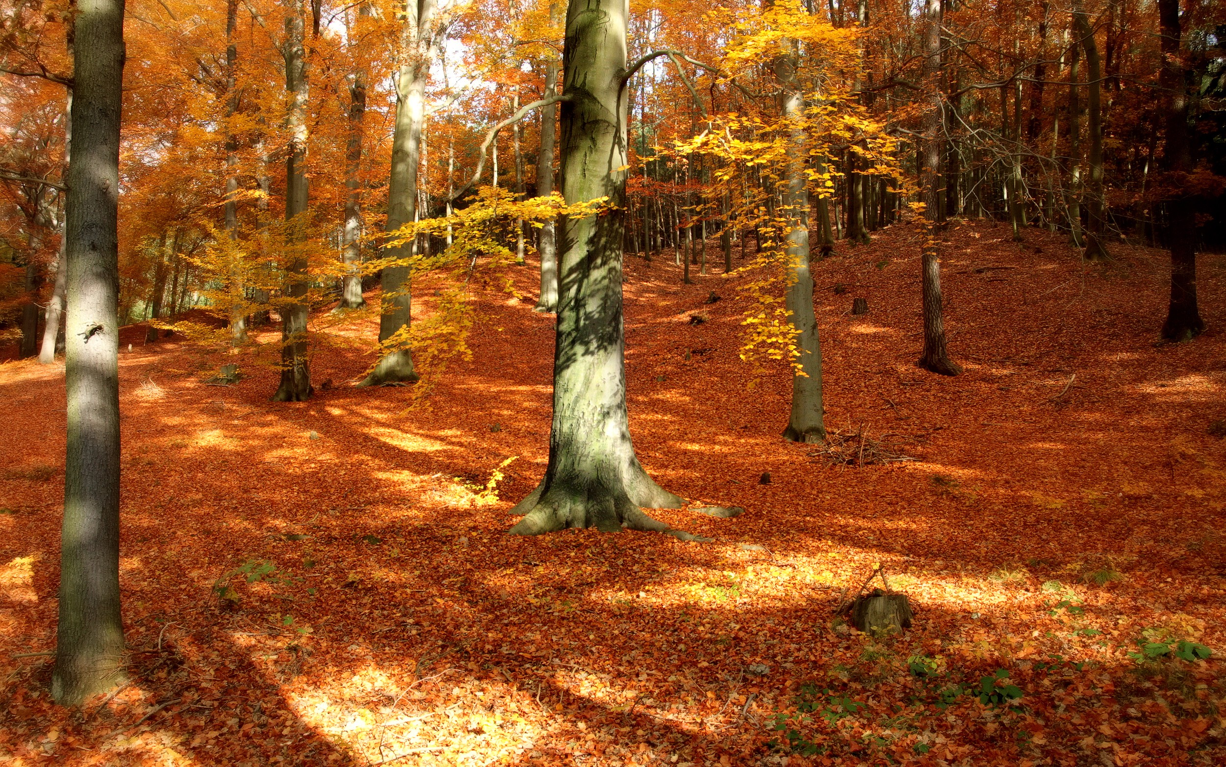 General 2500x1563 park trees fallen leaves red leaves fall forest outdoors leaves plants