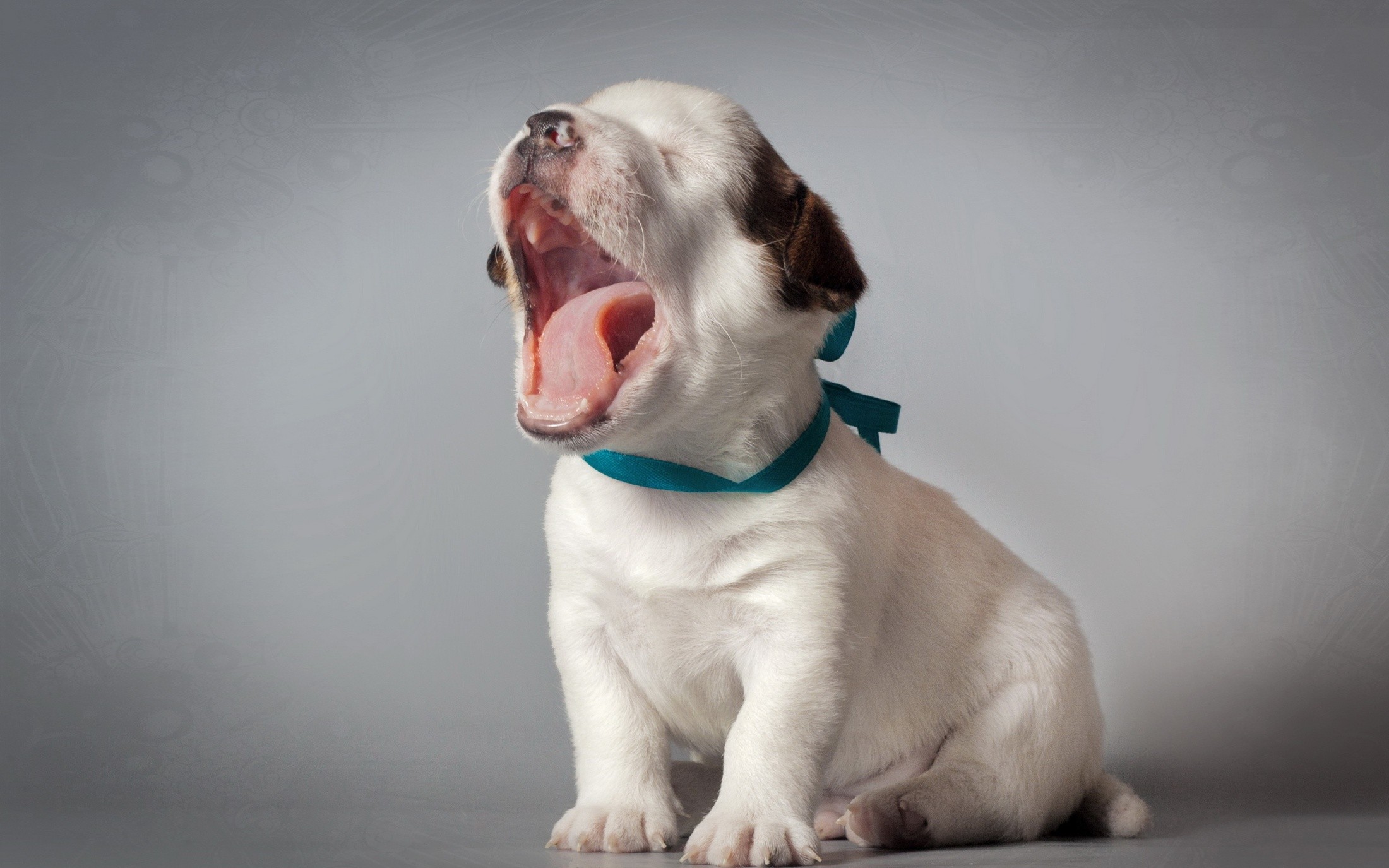 General 2200x1375 puppies dog animals simple background yawning mammals gray background