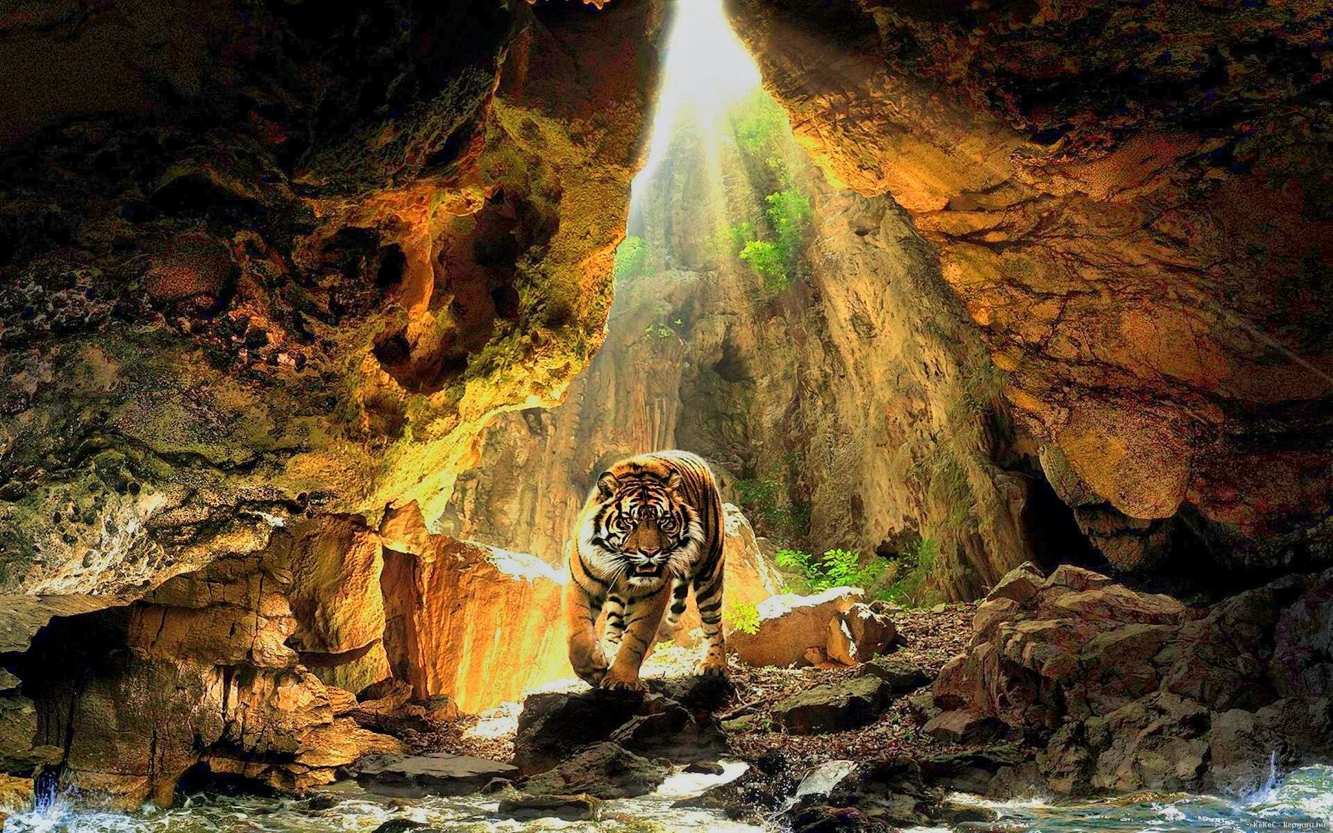 General 1920x1200 tiger cave sunlight nature mammals big cats animals
