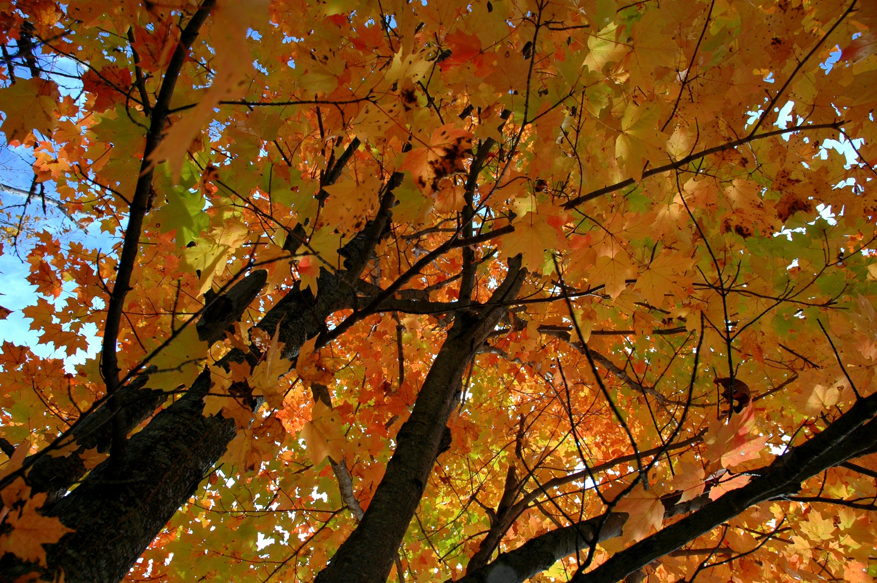 General 3008x2000 nature forest trees fall leaves