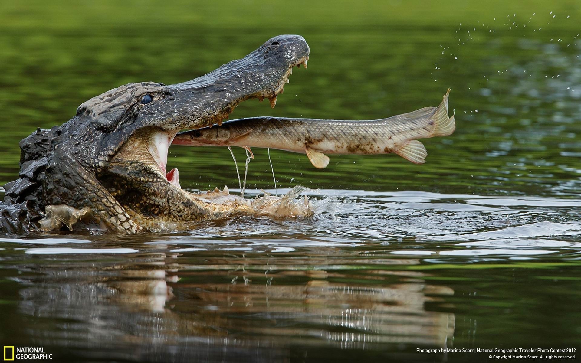 General 1920x1200 nature animals alligators fish reptiles food National Geographic 2012 (Year) open mouth fangs crocodiles water Marina Scarr watermarked Crocodile (One Piece)