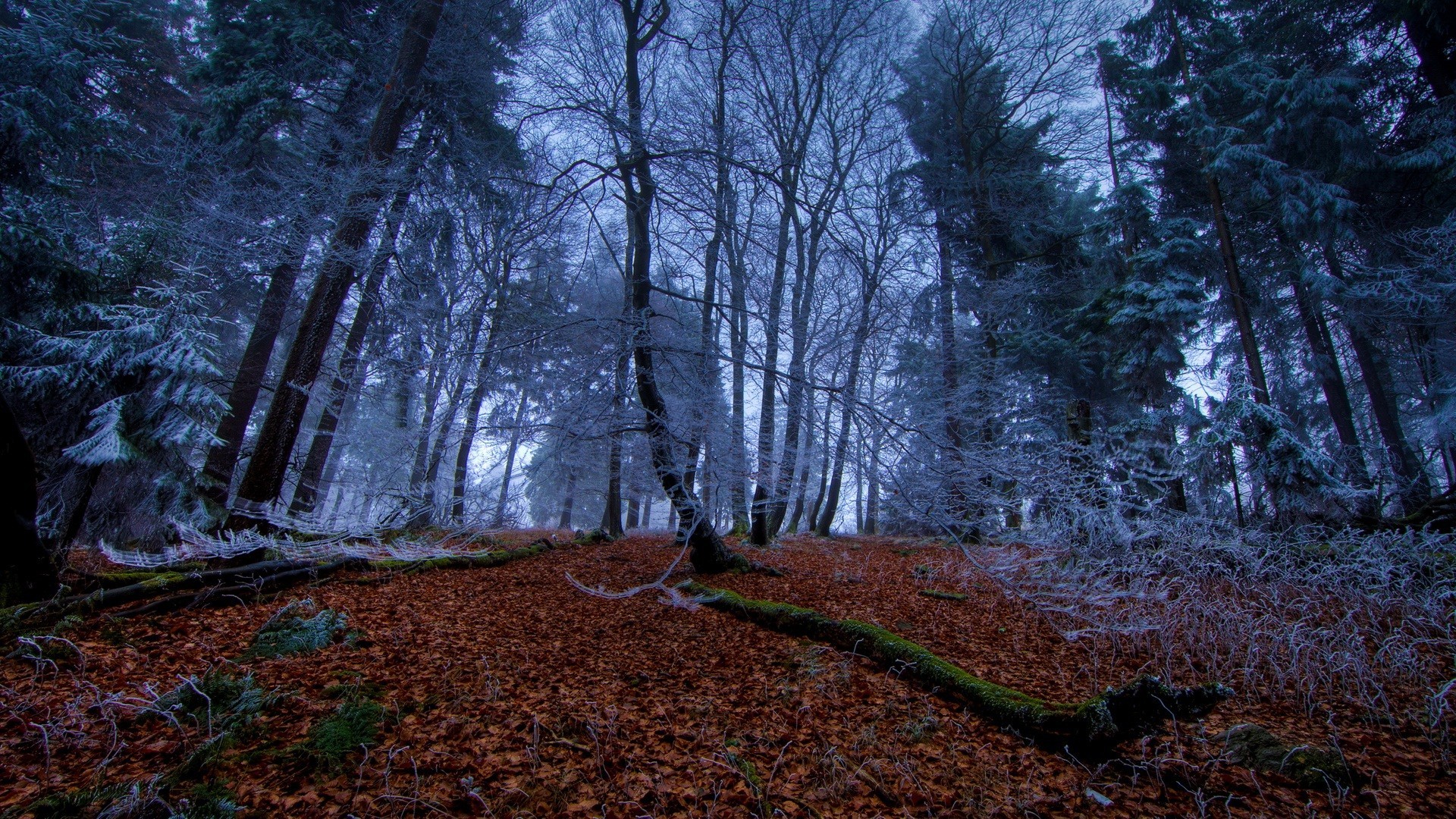 General 1920x1080 forest frost nature winter cold outdoors