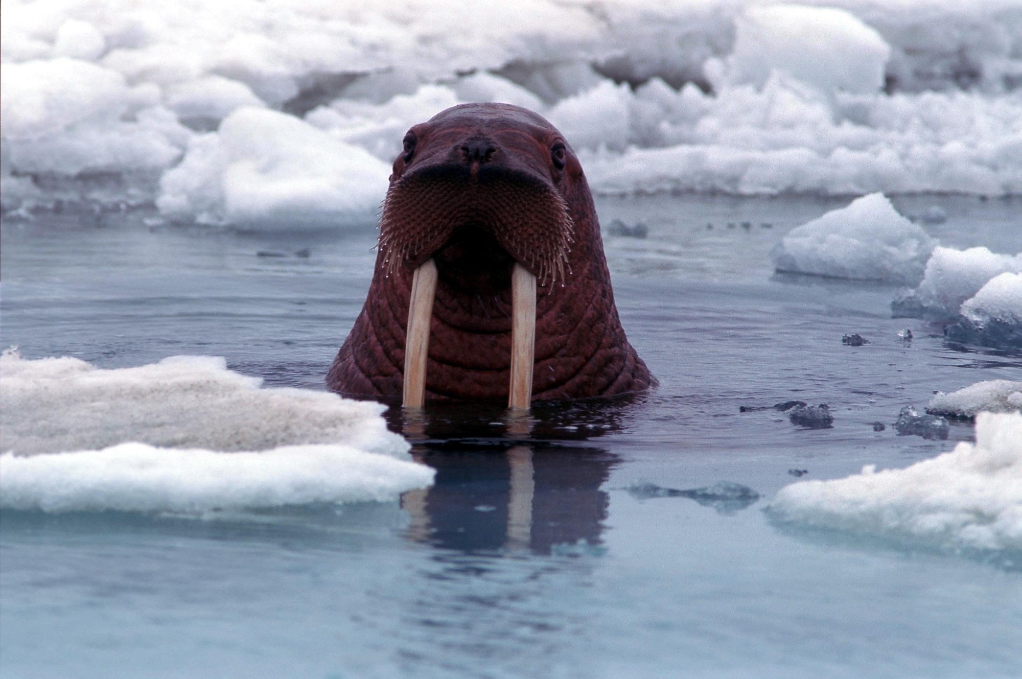 General 2000x1329 animals ice sea walruses mammals