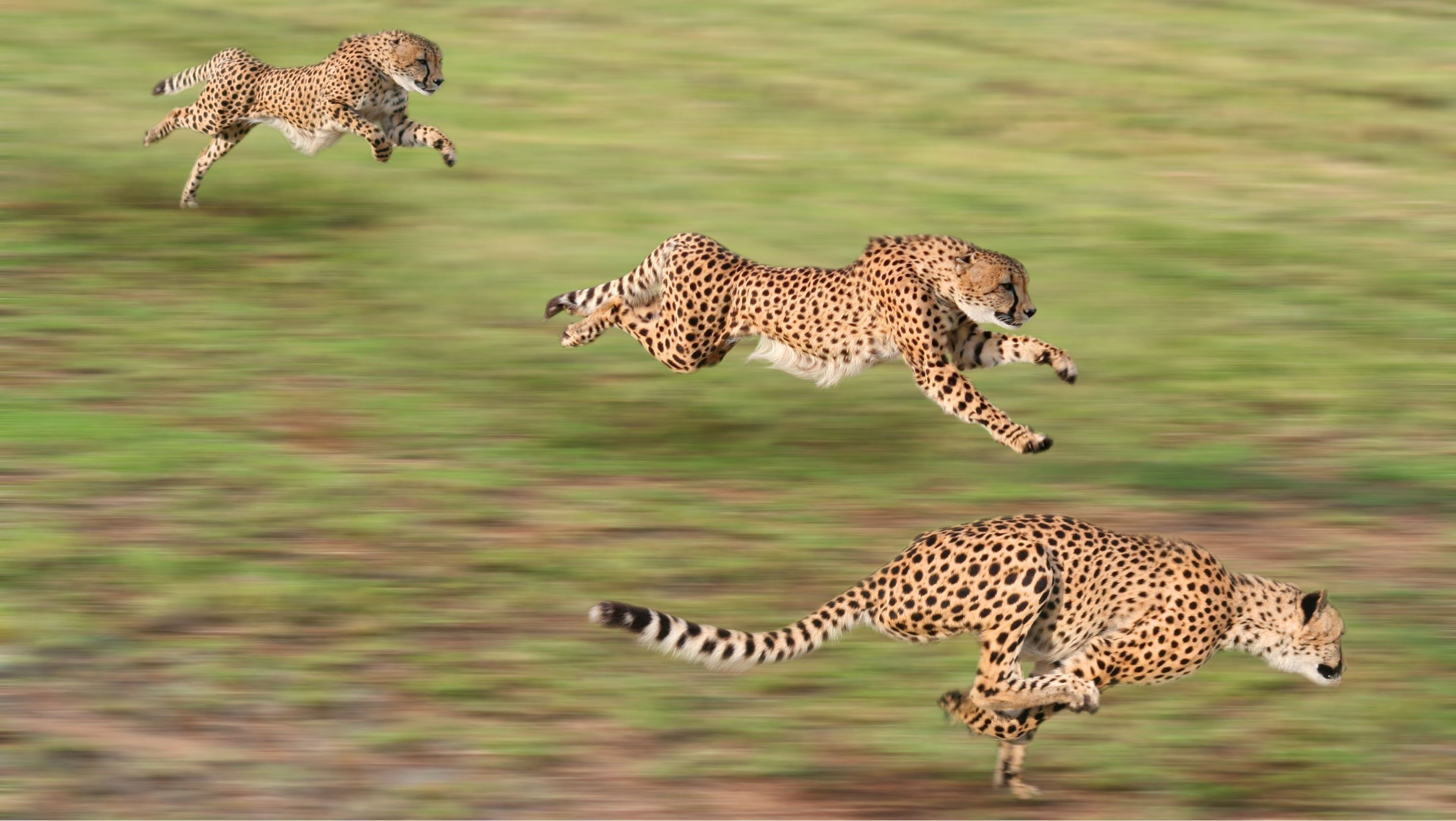 General 2880x1624 animals cheetahs running motion blur big cats mammals