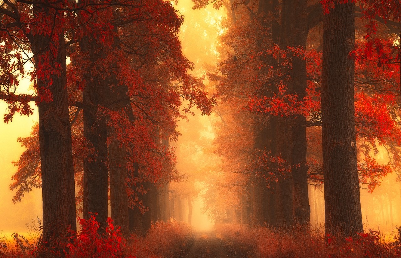 General 1280x824 mist path trees fall grass red shrubs leaves nature outdoors