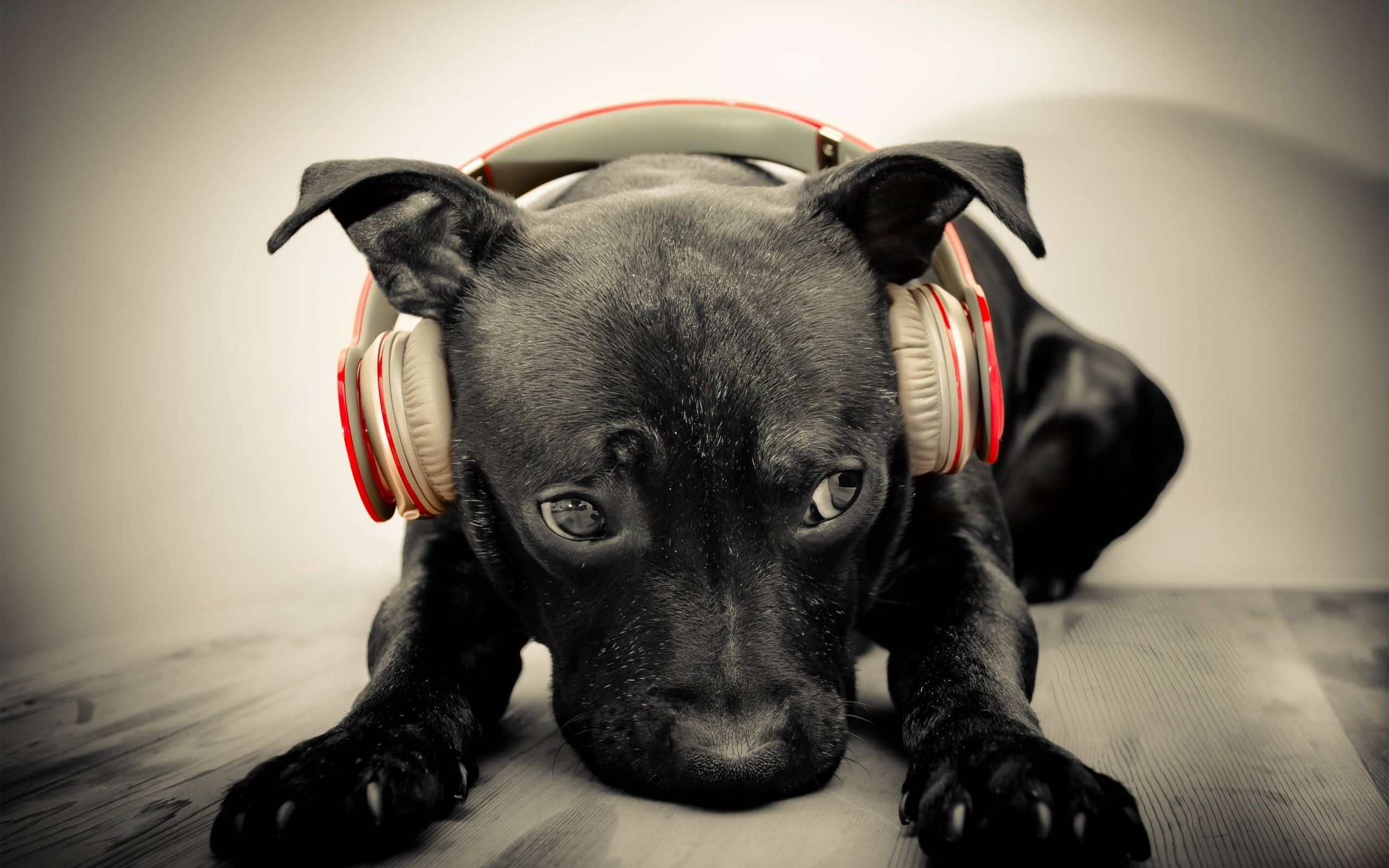 General 2560x1600 headphones Beats music dog animals mammals closeup