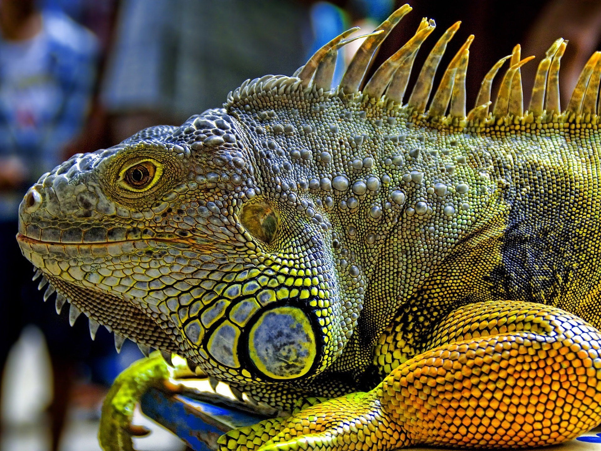 General 1920x1440 animals reptiles iguana closeup