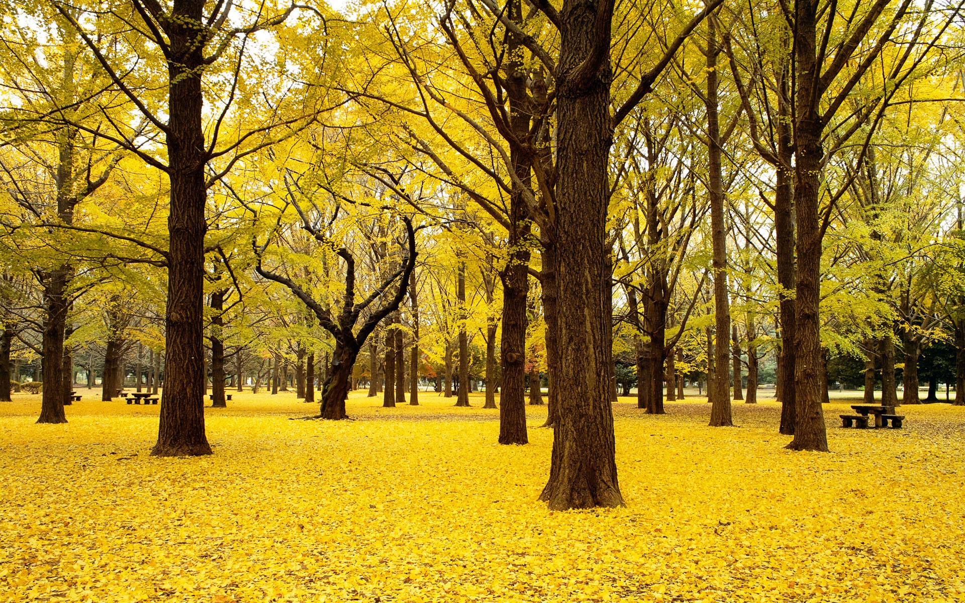 General 1920x1200 fall trees natural light yellow fallen leaves park