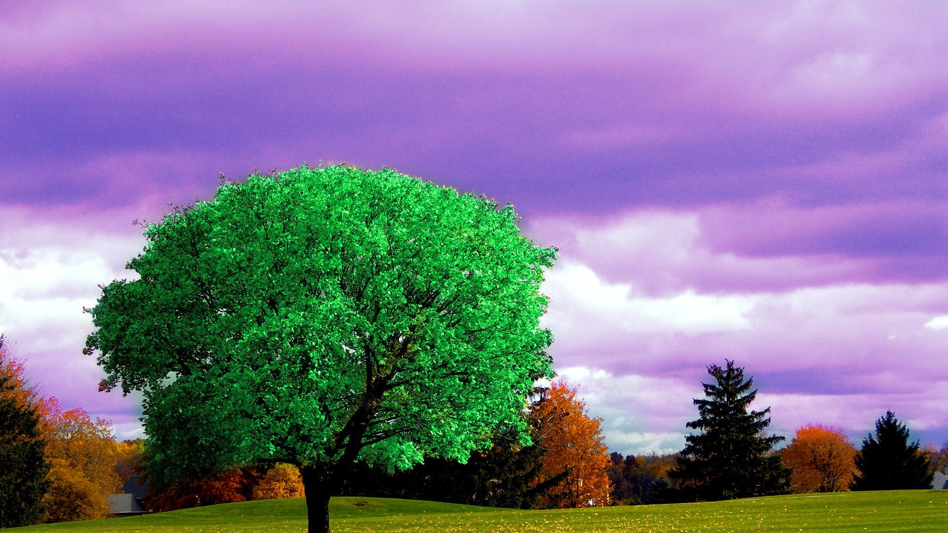 General 1920x1080 nature landscape HDR photo manipulation trees sky purple sky