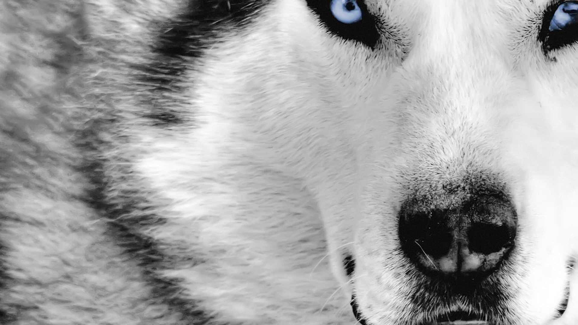 General 1920x1080 animals dog Siberian Husky  closeup mammals blue eyes