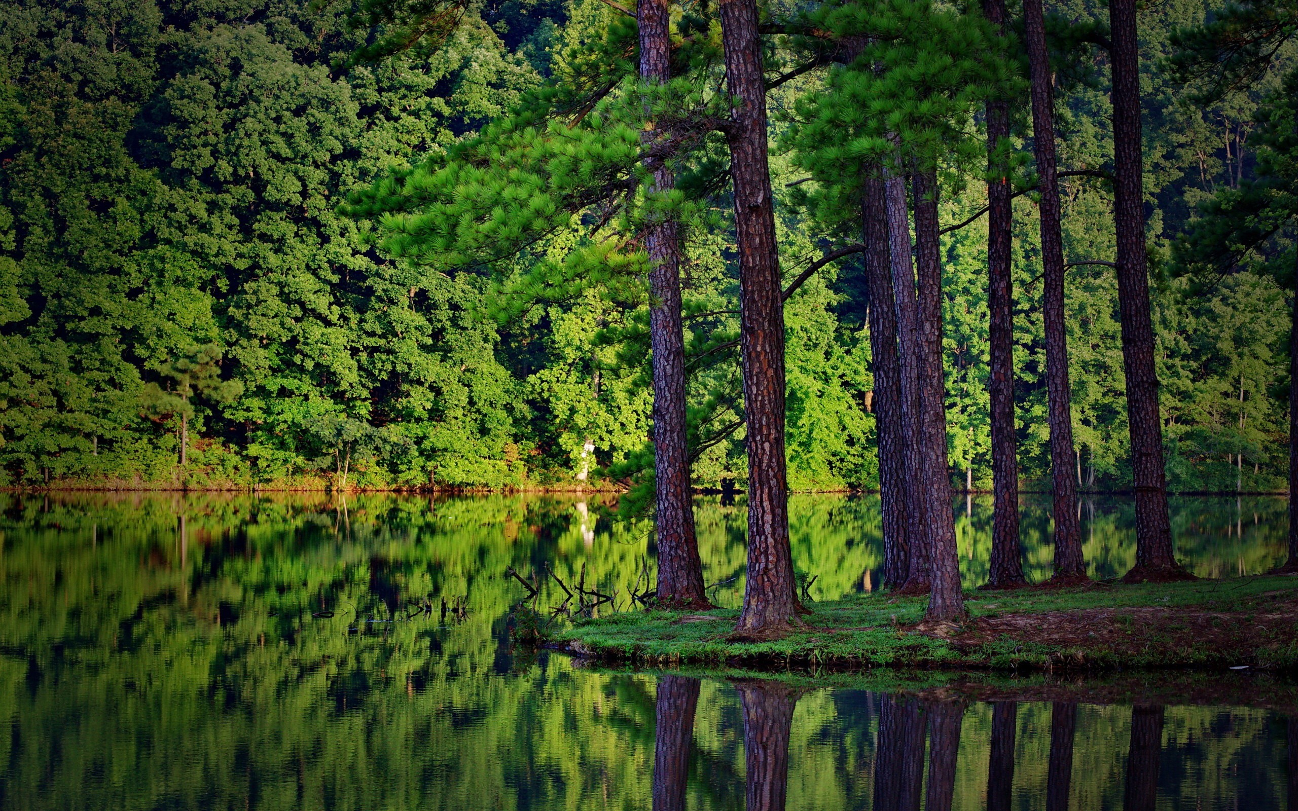 General 2560x1600 summer trees forest lake reflection spruce landscape nature wood plants