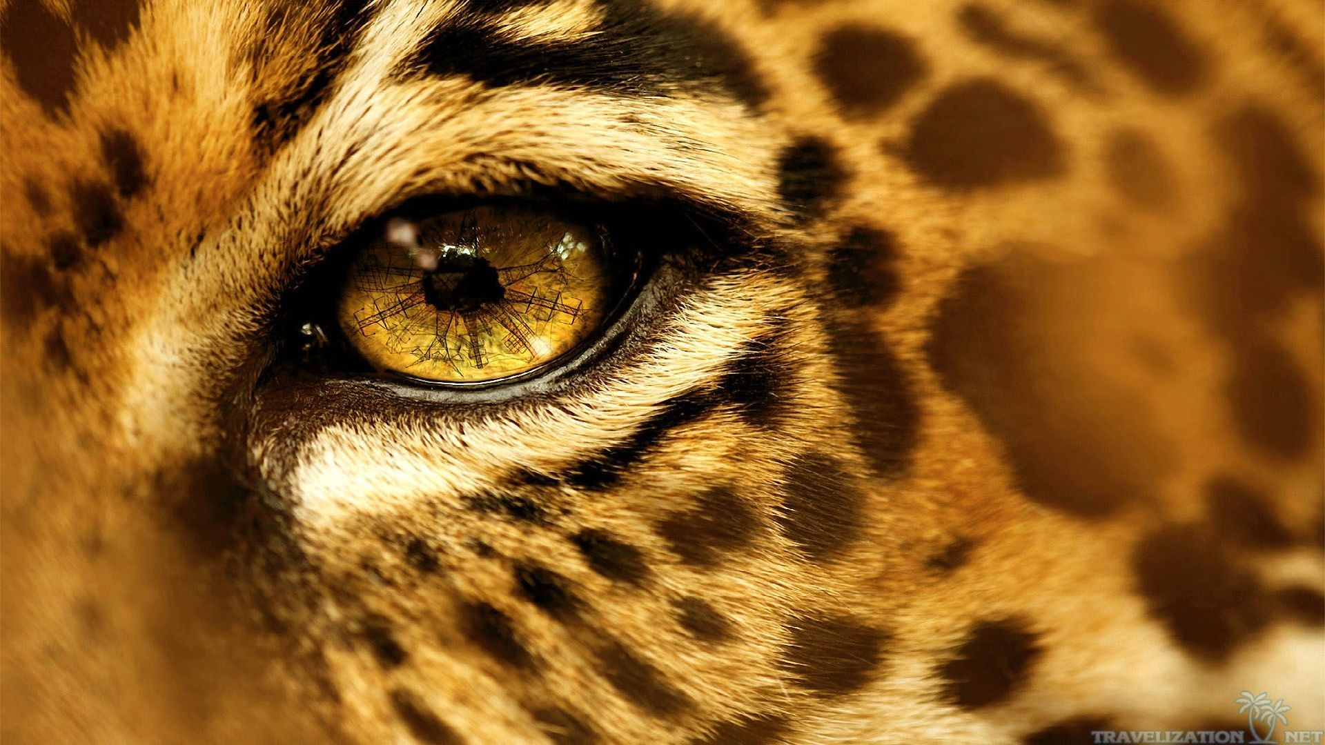 General 1920x1080 animals eyes jaguars mammals closeup big cats reflection