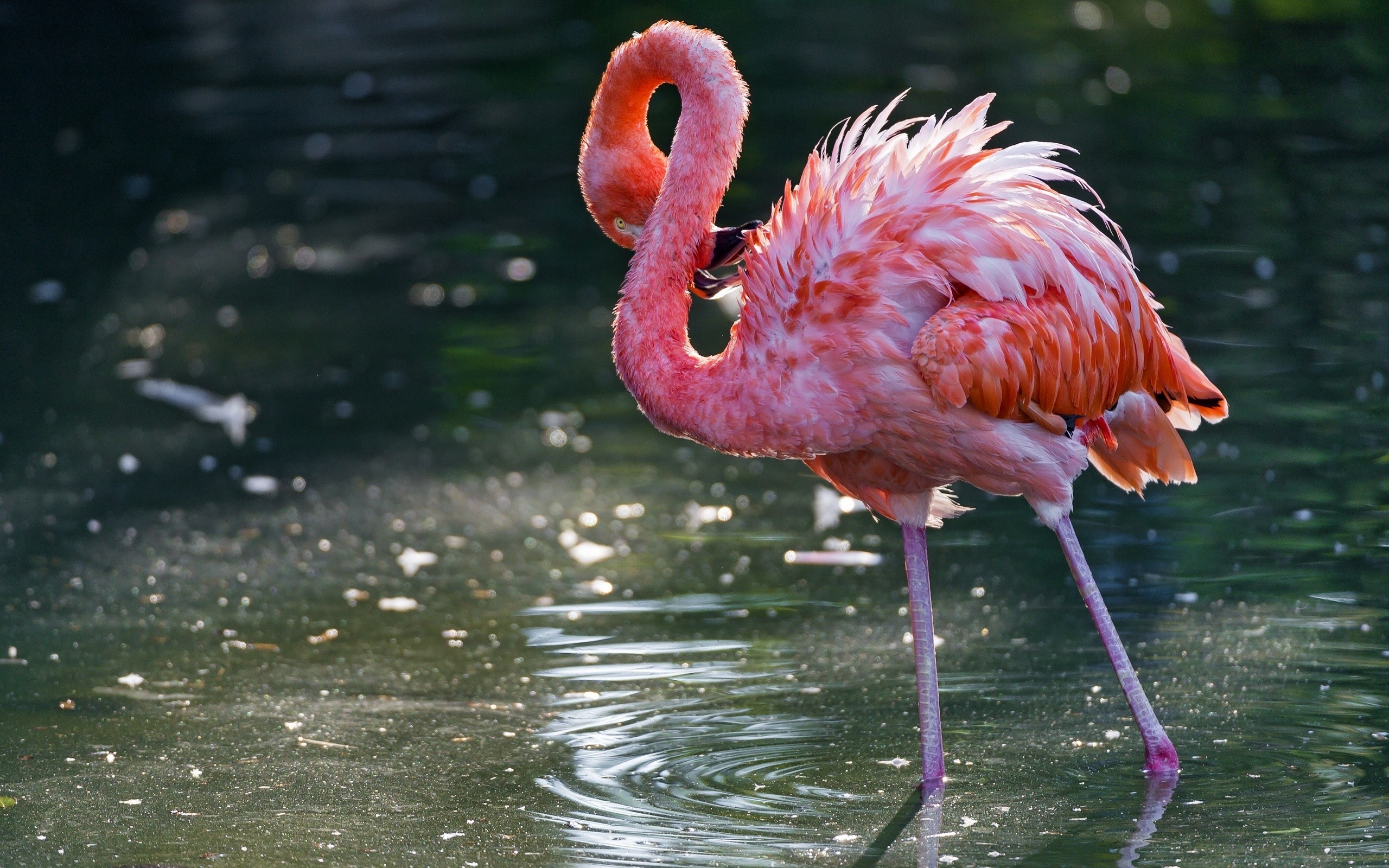 General 2560x1600 animals nature flamingos birds water ripples