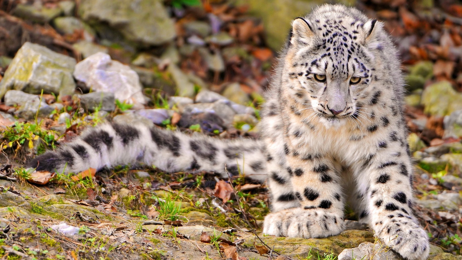 General 1920x1080 animals snow leopards leopard mammals big cats