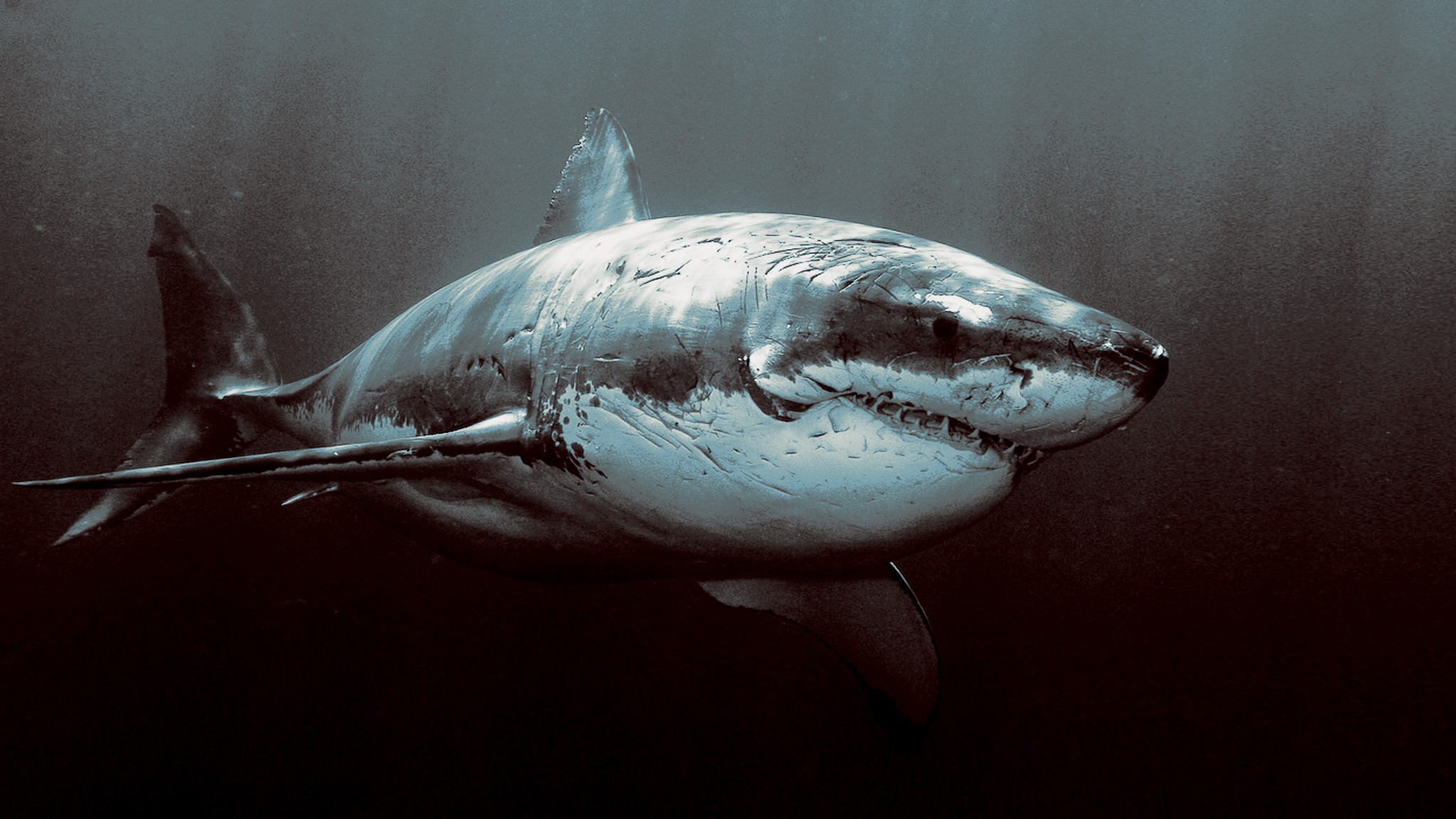 General 2048x1152 animals shark Great White Shark fish