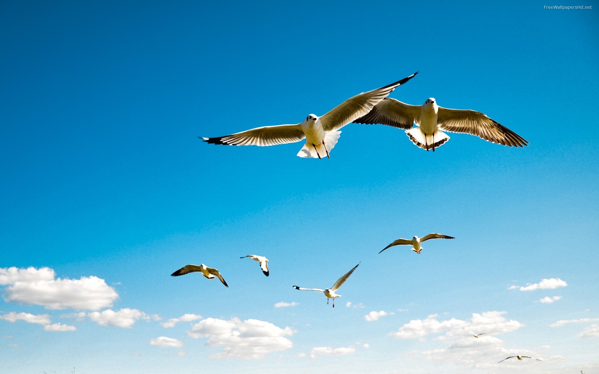 General 1920x1200 seagulls birds animals flying wings clouds