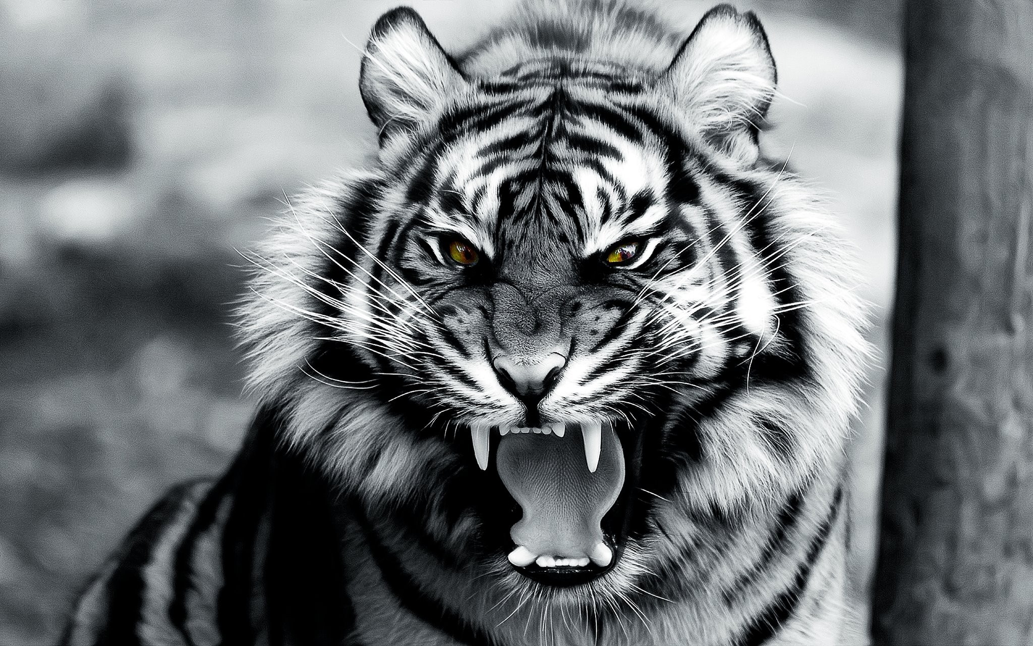 General 2048x1280 animals tiger digital art roar mammals big cats selective coloring