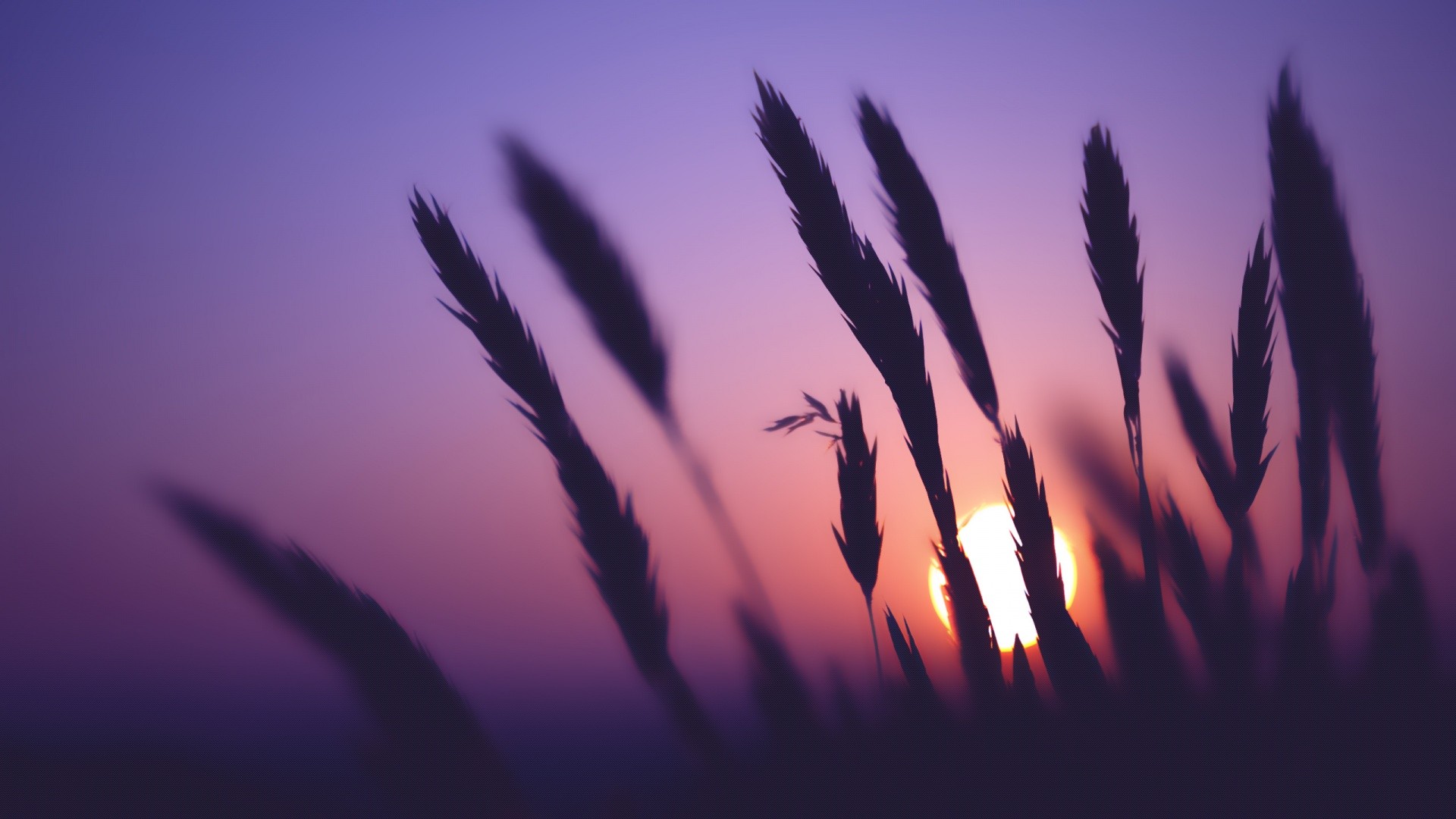 General 1920x1080 spikelets sunset nature silhouette sunlight plants outdoors wheat