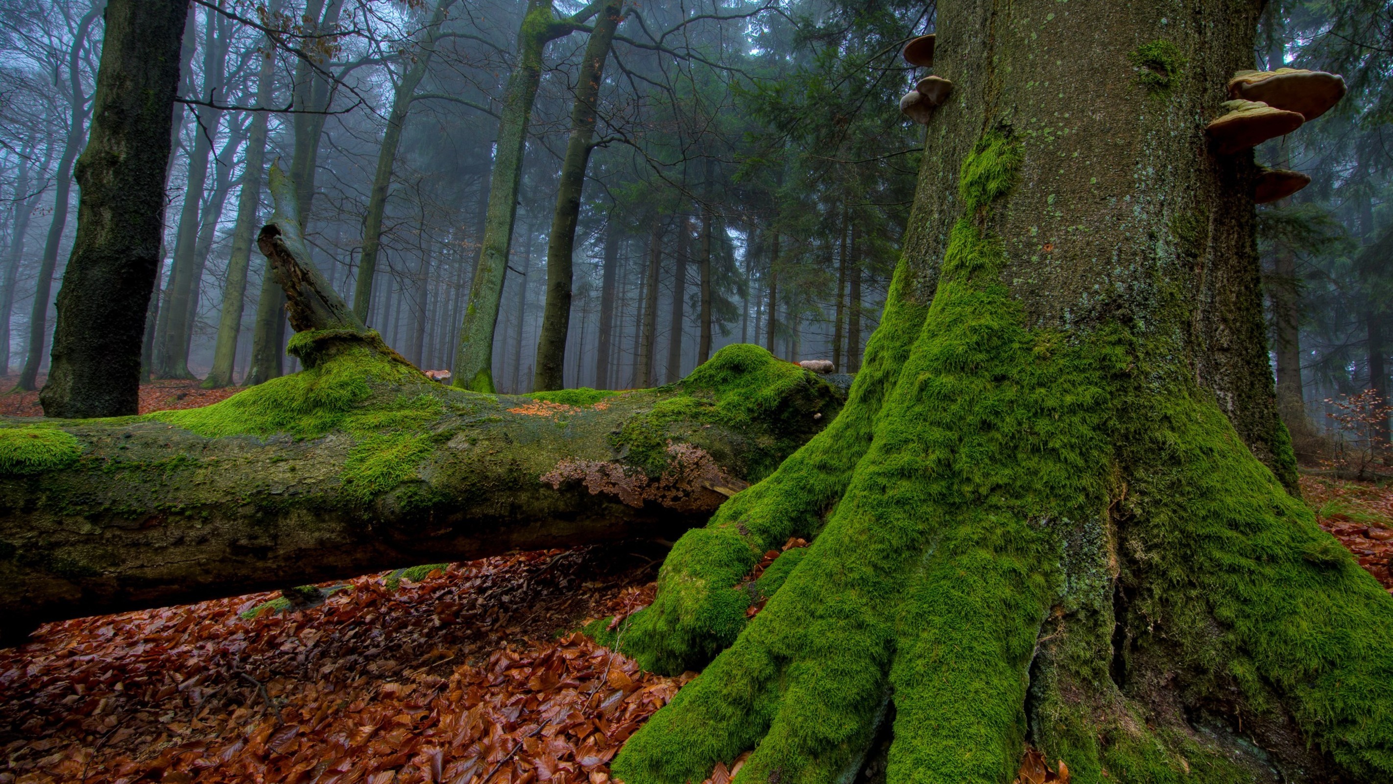General 2844x1600 nature moss leaves mist fall outdoors forest wood plants fallen leaves