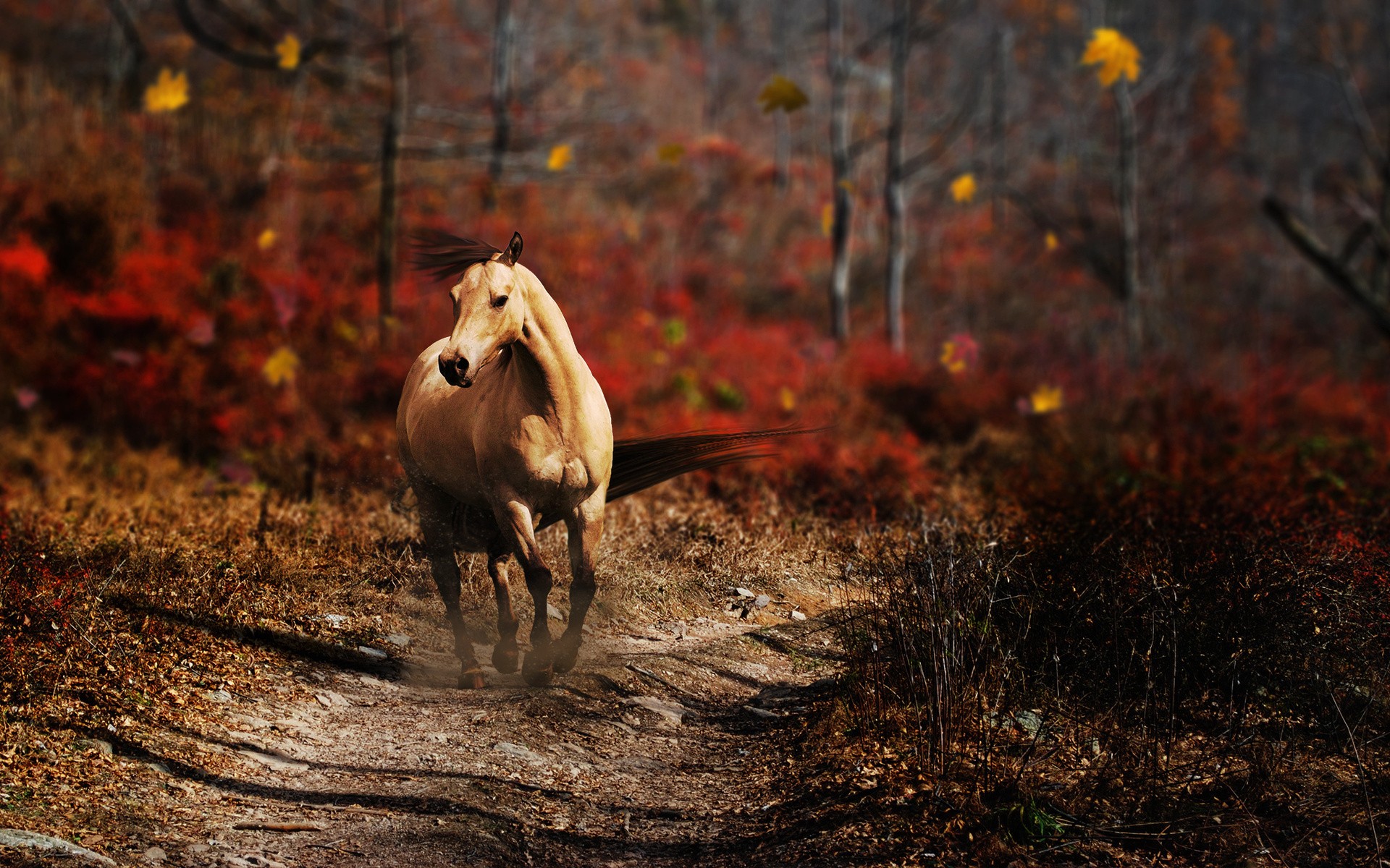 General 1920x1200 horse forest nature fall animals mammals outdoors