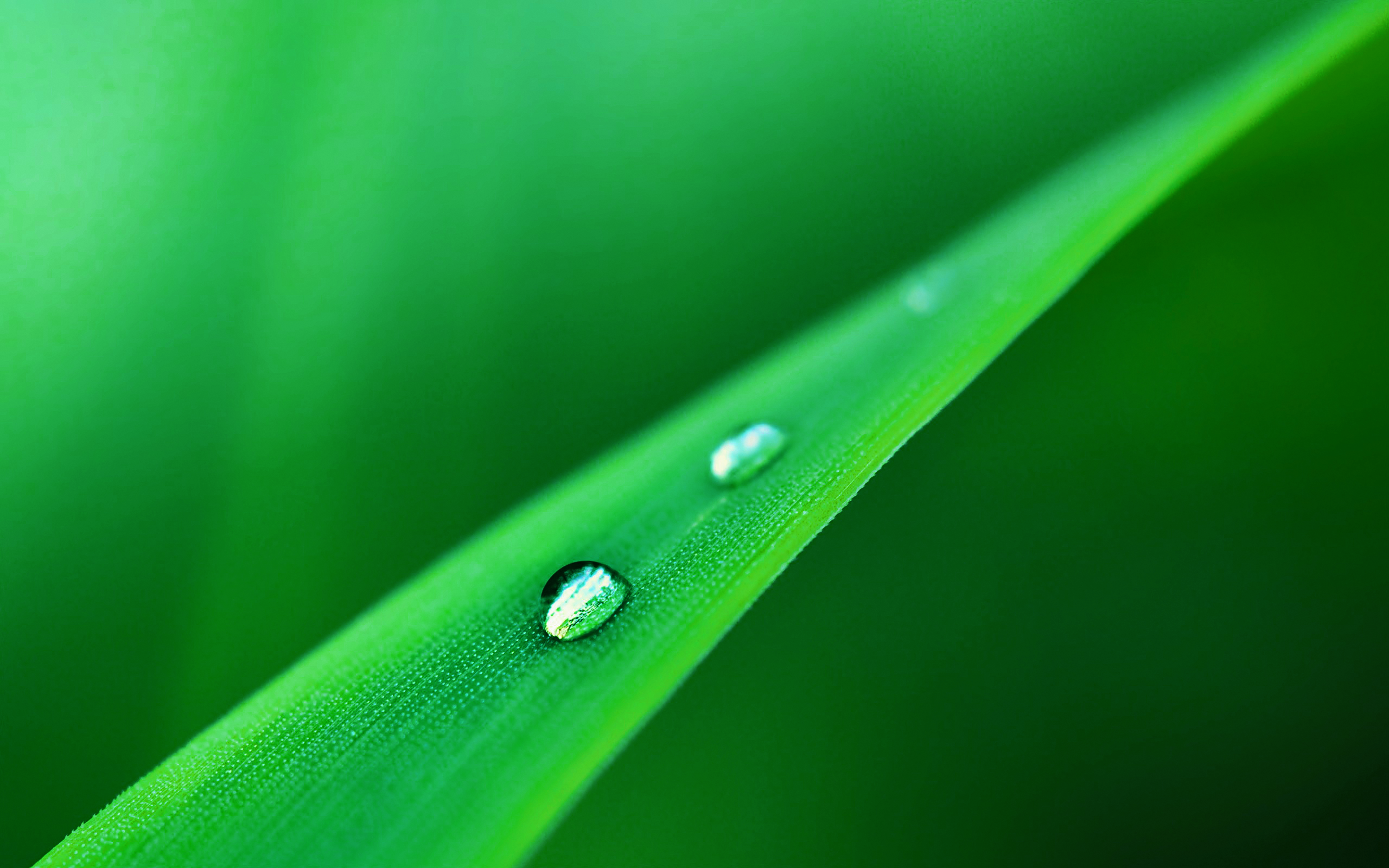General 2560x1600 plants water drops leaves DeviantArt closeup macro