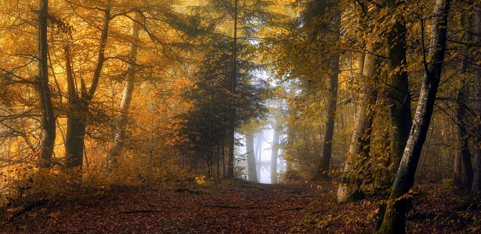 General 1600x778 nature mist forest fall yellow leaves path sunlight shrubs trees