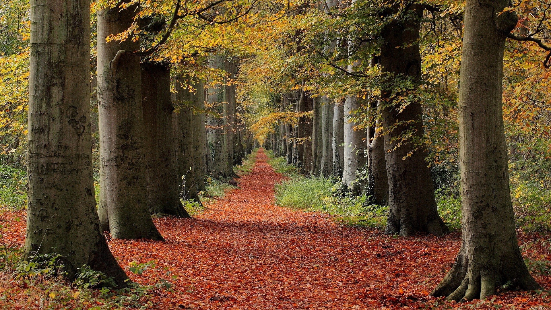 General 1920x1080 nature fall trees leaves forest path outdoors