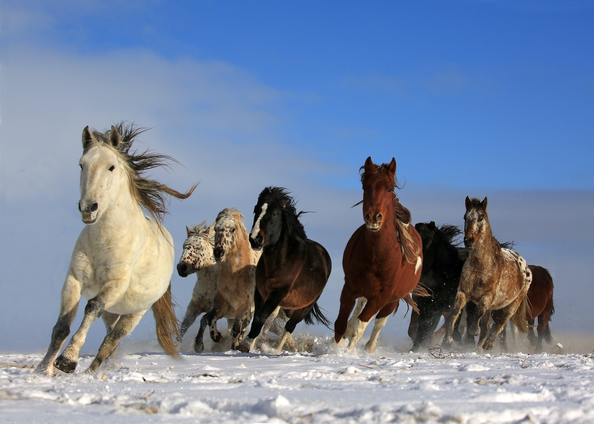General 2048x1463 horse animals mammals snow winter outdoors