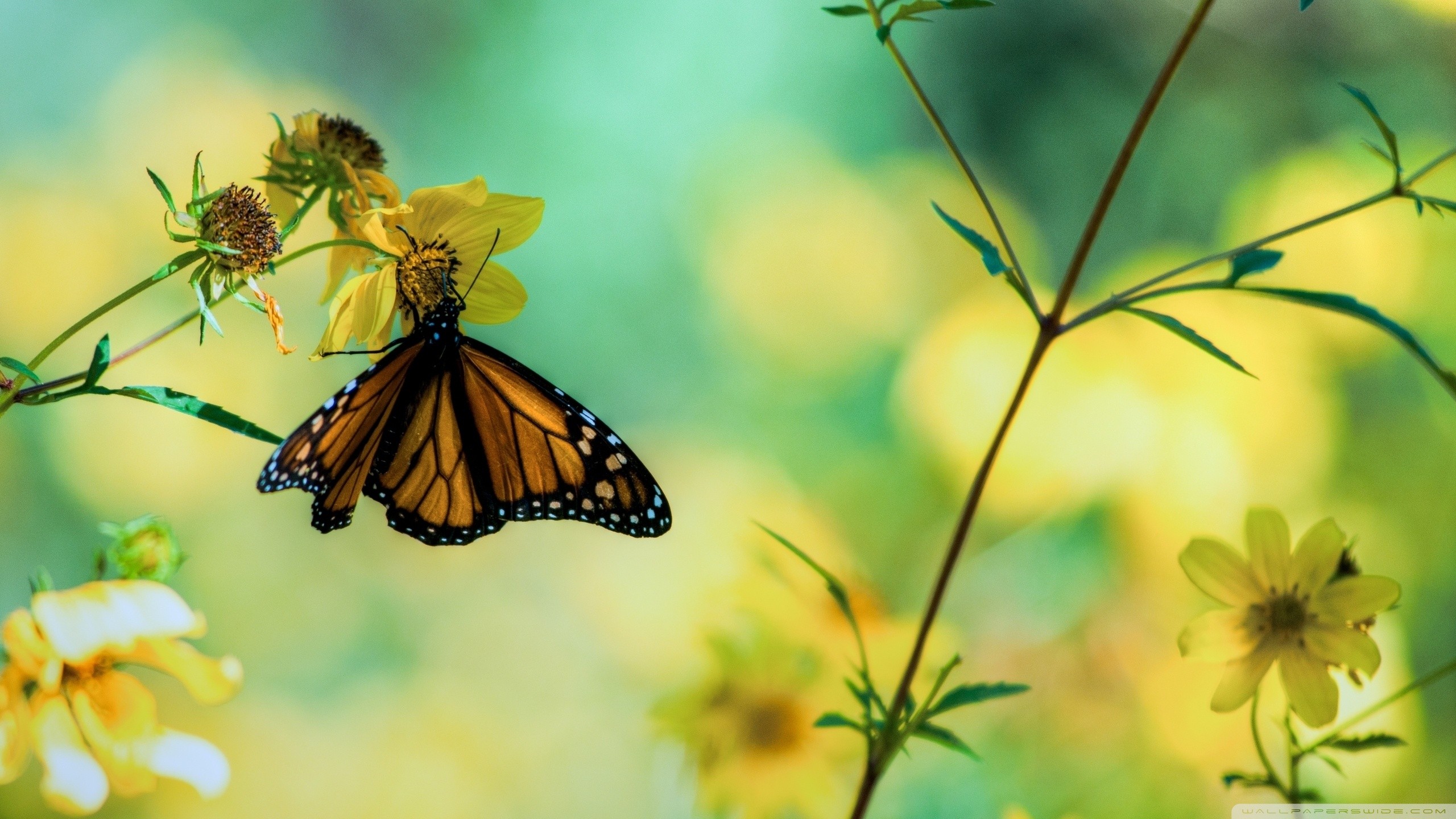 General 2560x1440 butterfly flowers insect animals plants