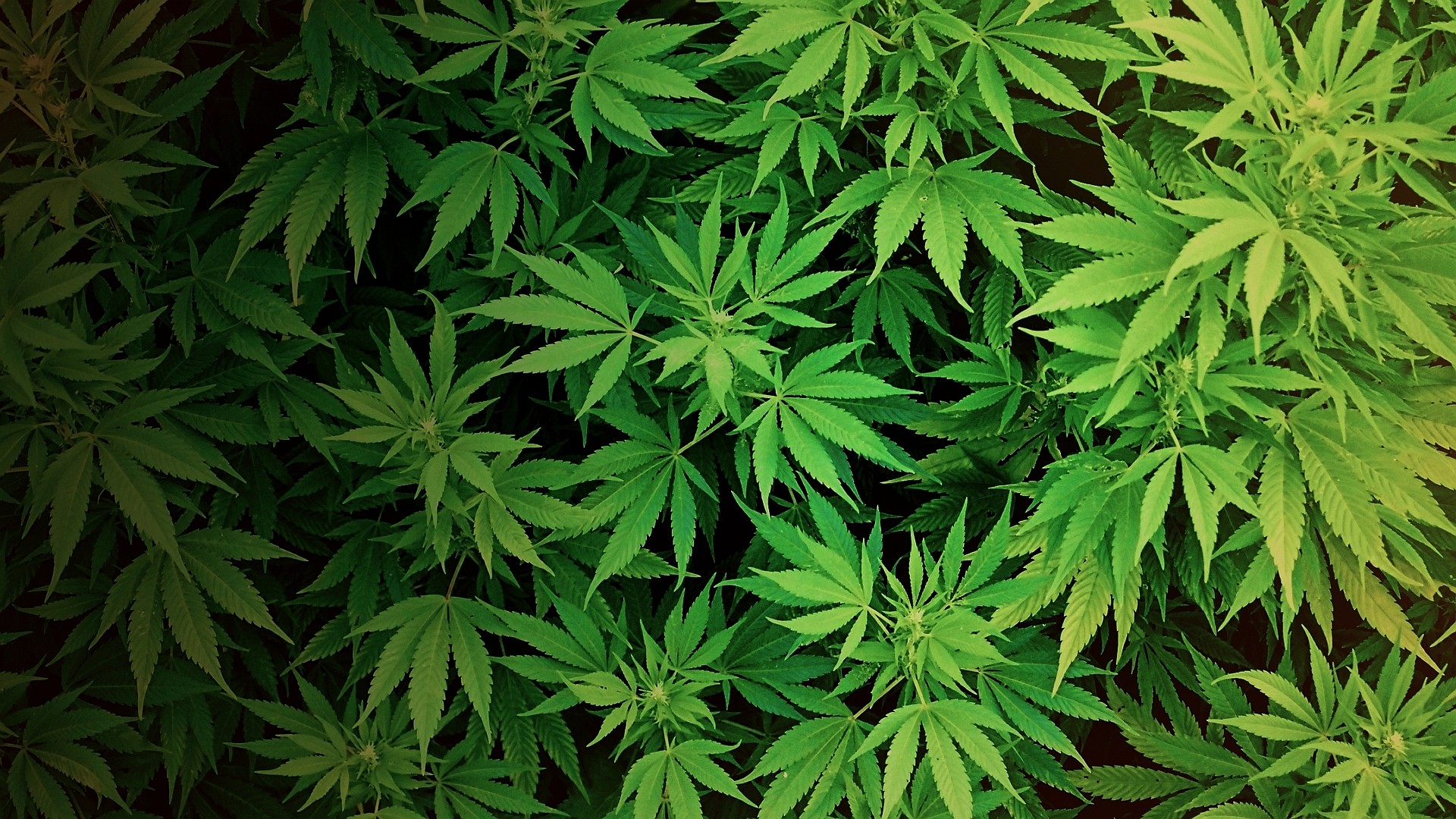 General 1920x1080 cannabis plants drugs nature leaves green