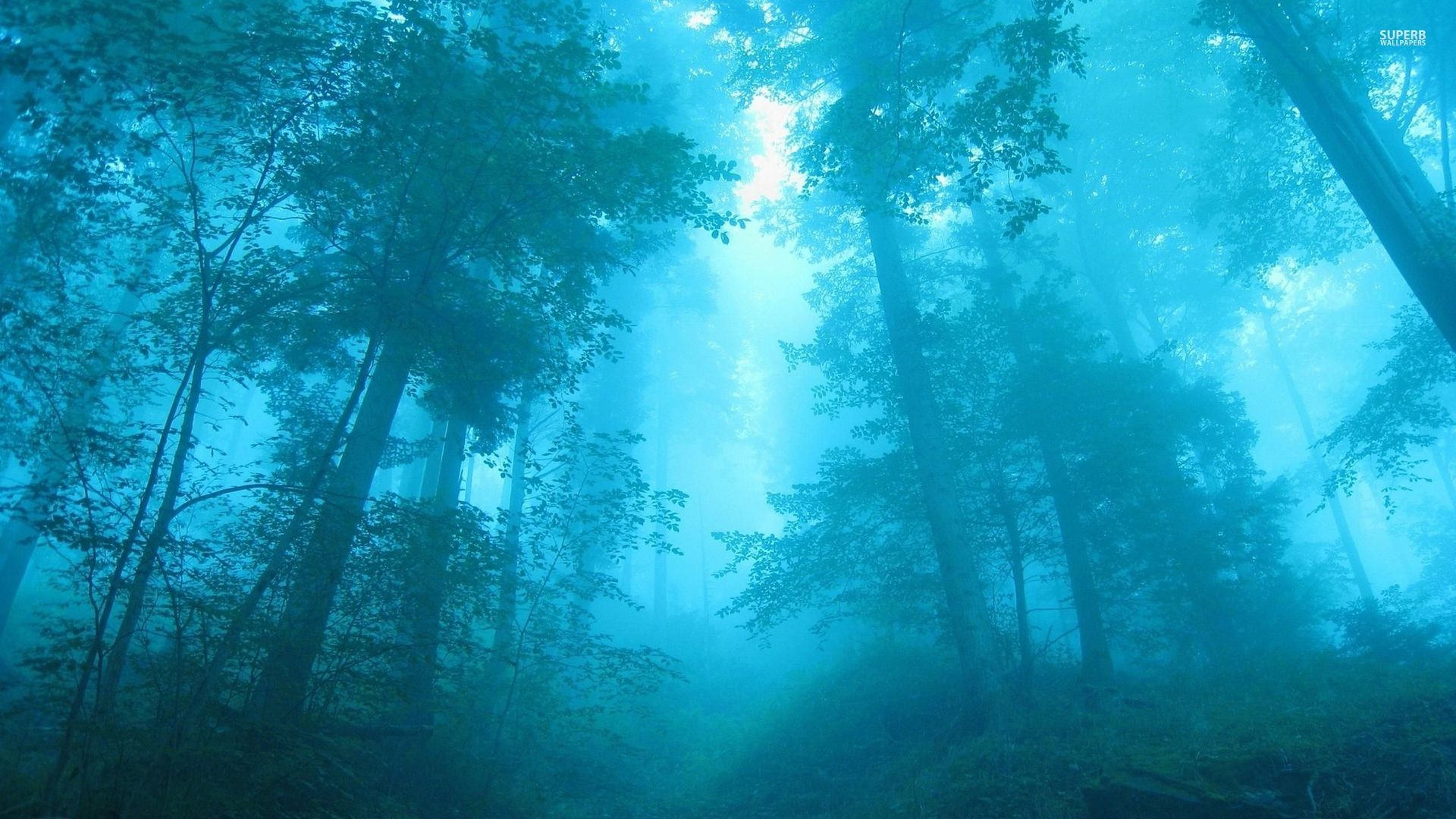 General 1920x1080 forest trees mist nature cyan