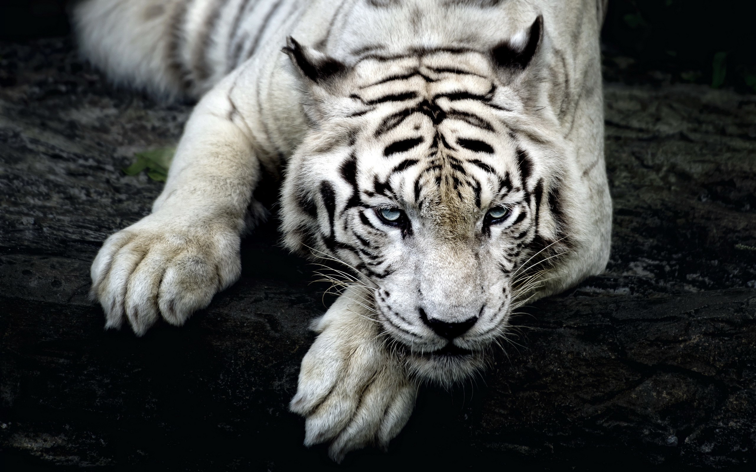 General 2560x1600 big cats tiger animals nature white tigers mammals closeup