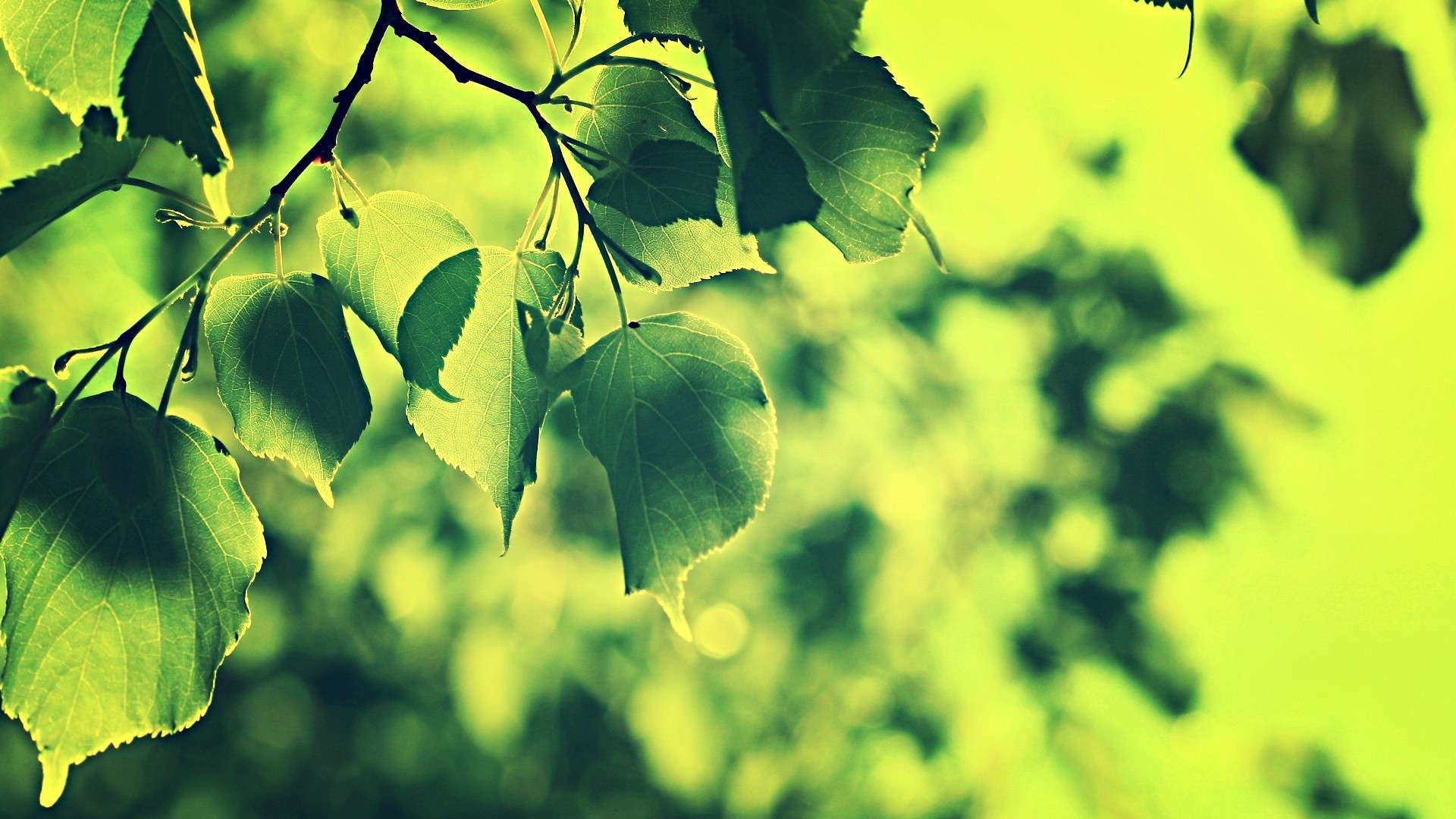 General 1920x1080 nature leaves plants branch green