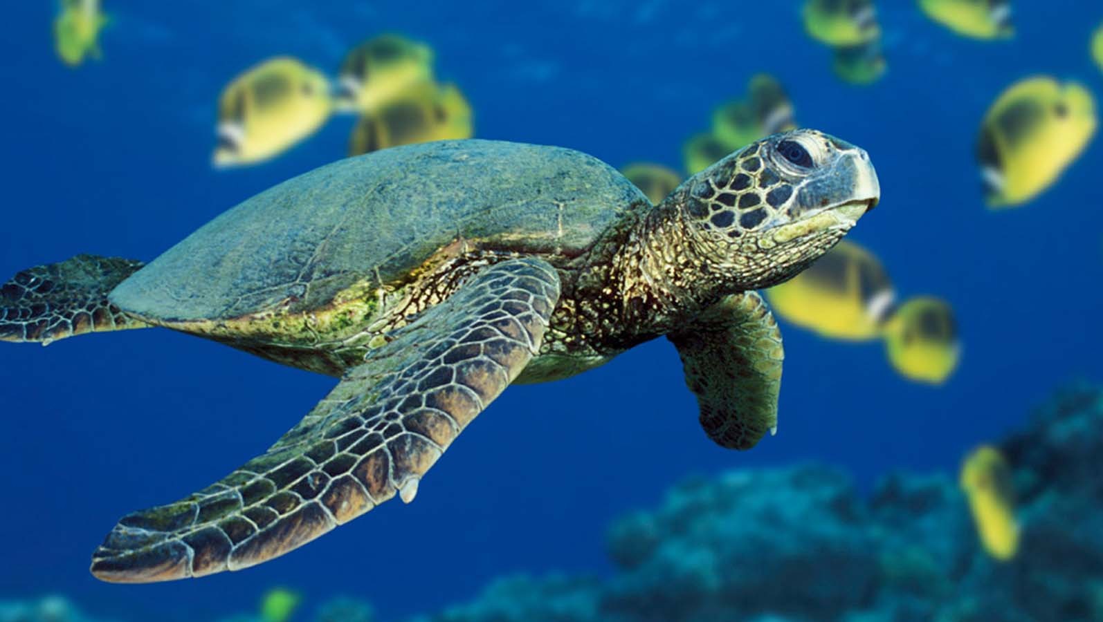 General 1594x900 animals underwater turtle