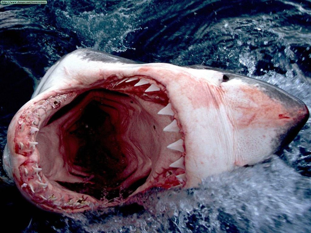 General 1024x768 shark animals teeth fish open mouth fangs nature